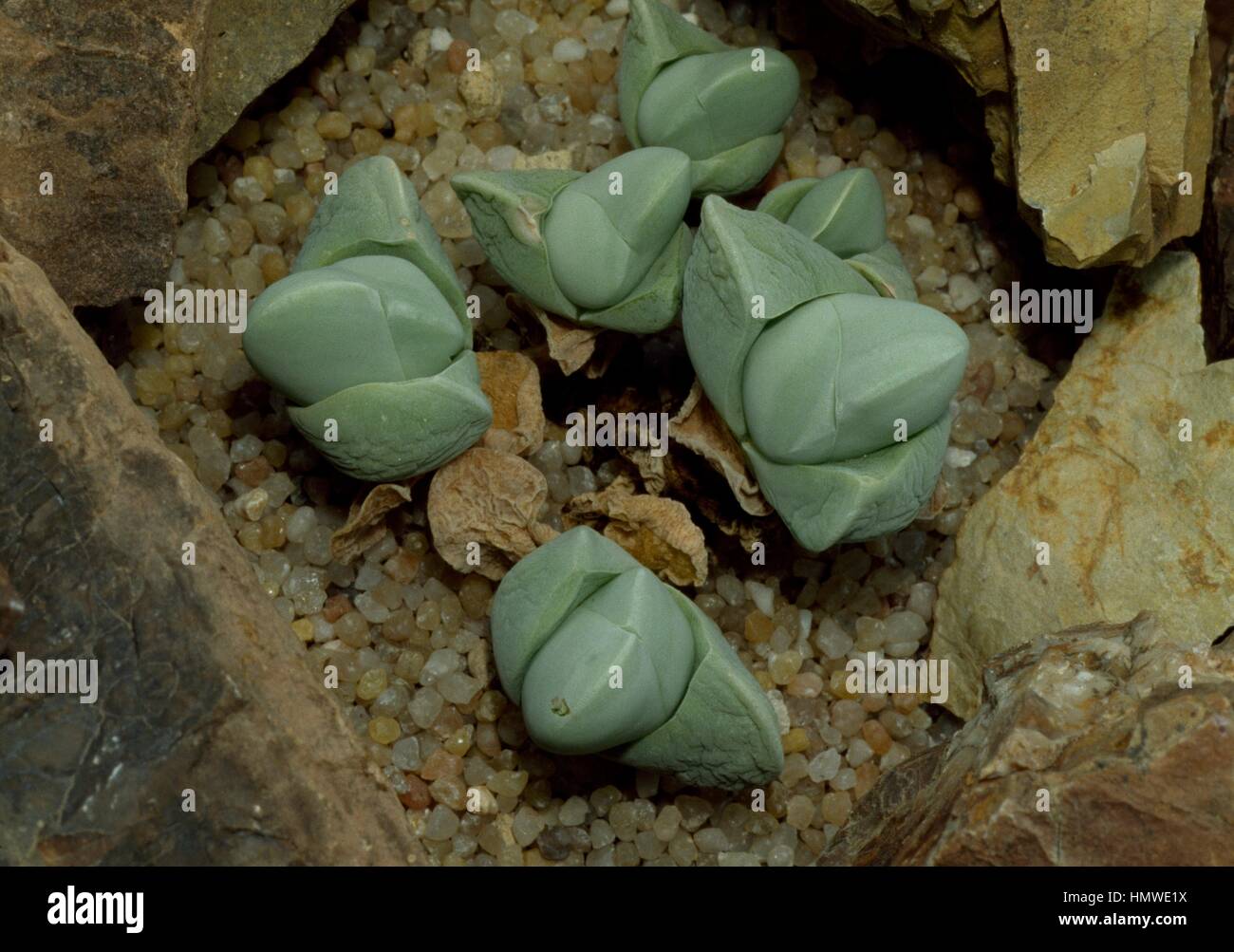 Gibbaeum album, Aizoaceae. Stock Photo