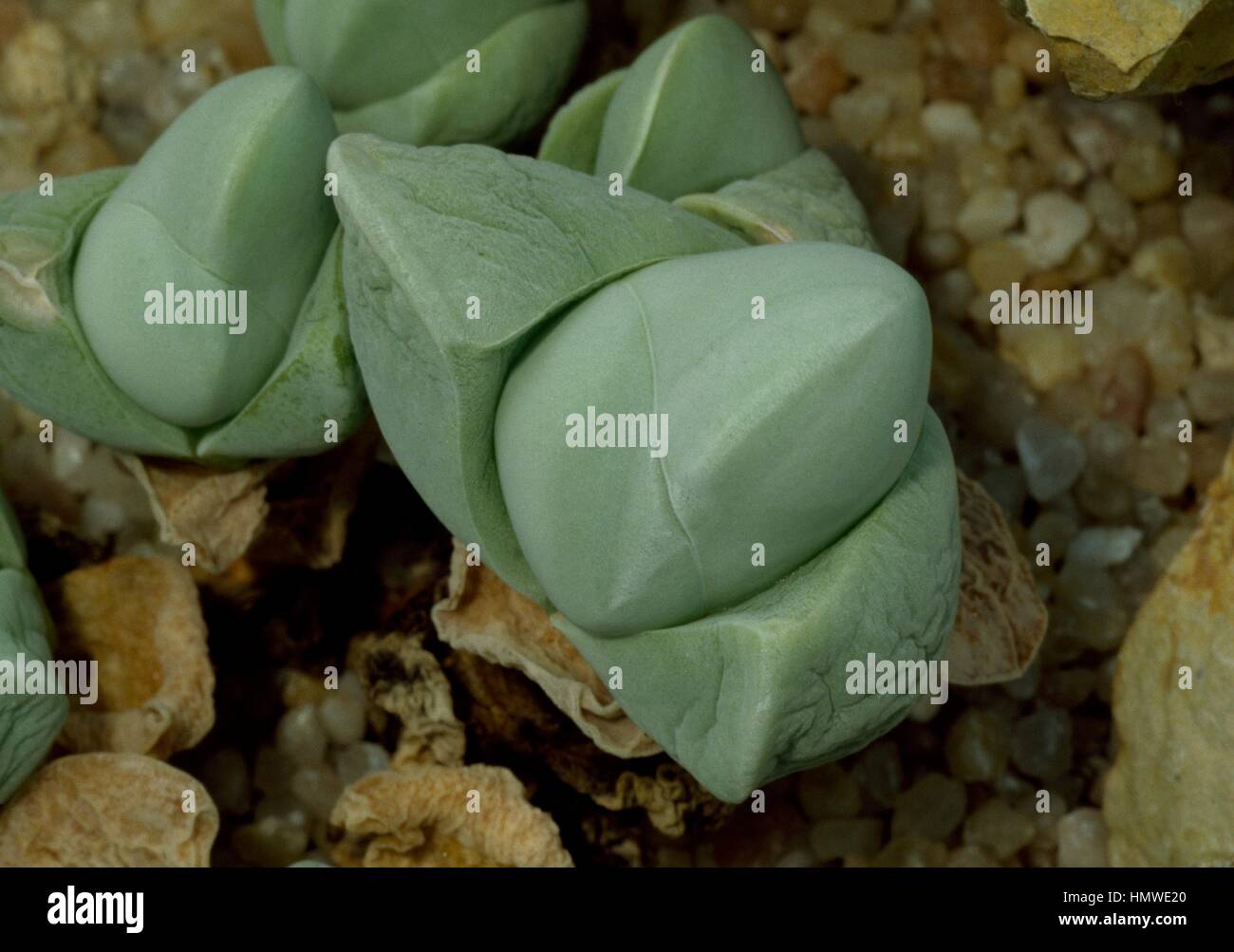 Gibbaeum album, Aizoaceae. Stock Photo