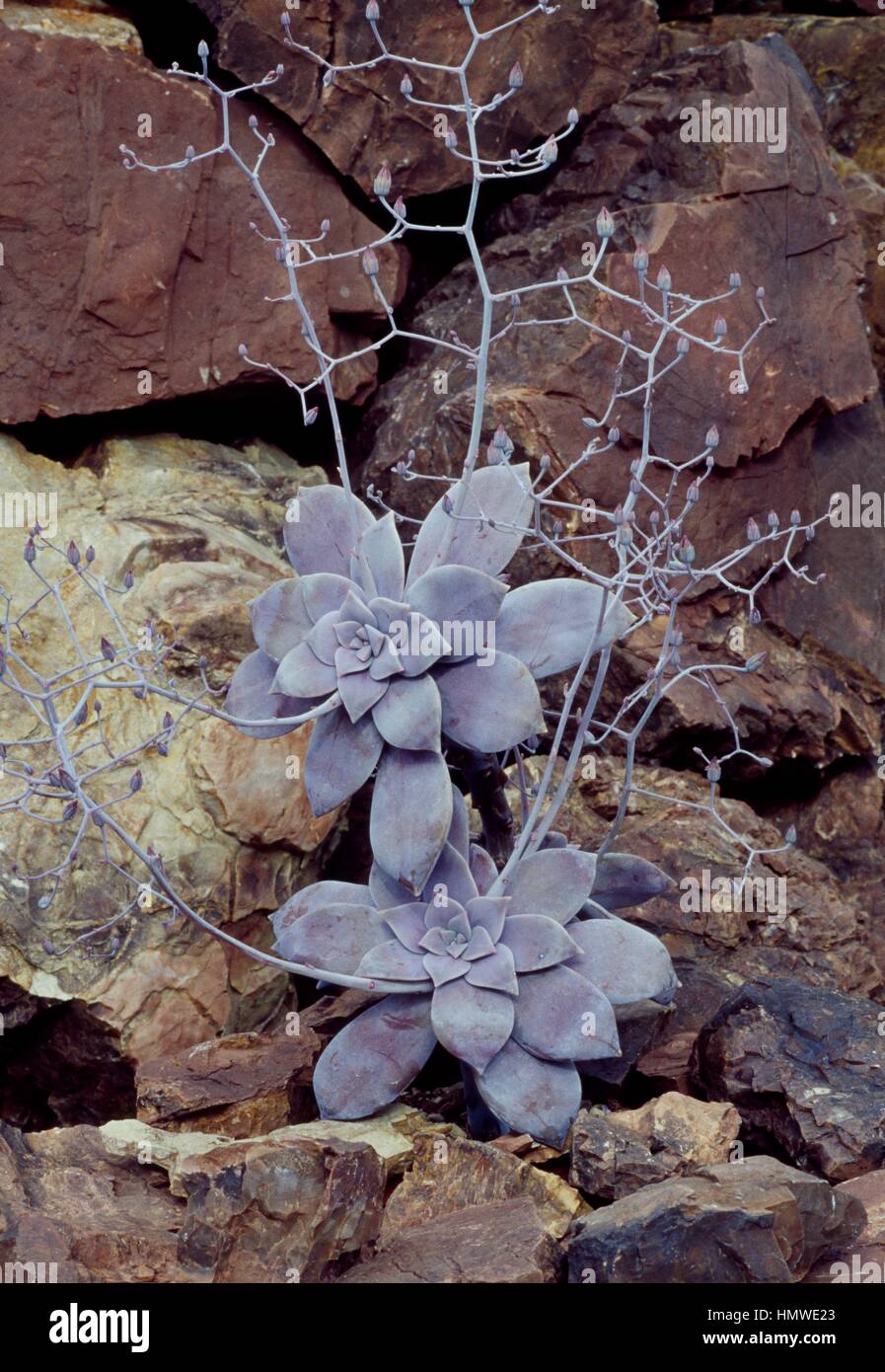 Pickle plant (Graptopetalum pentandrum superbum), Cactaceae. Stock Photo