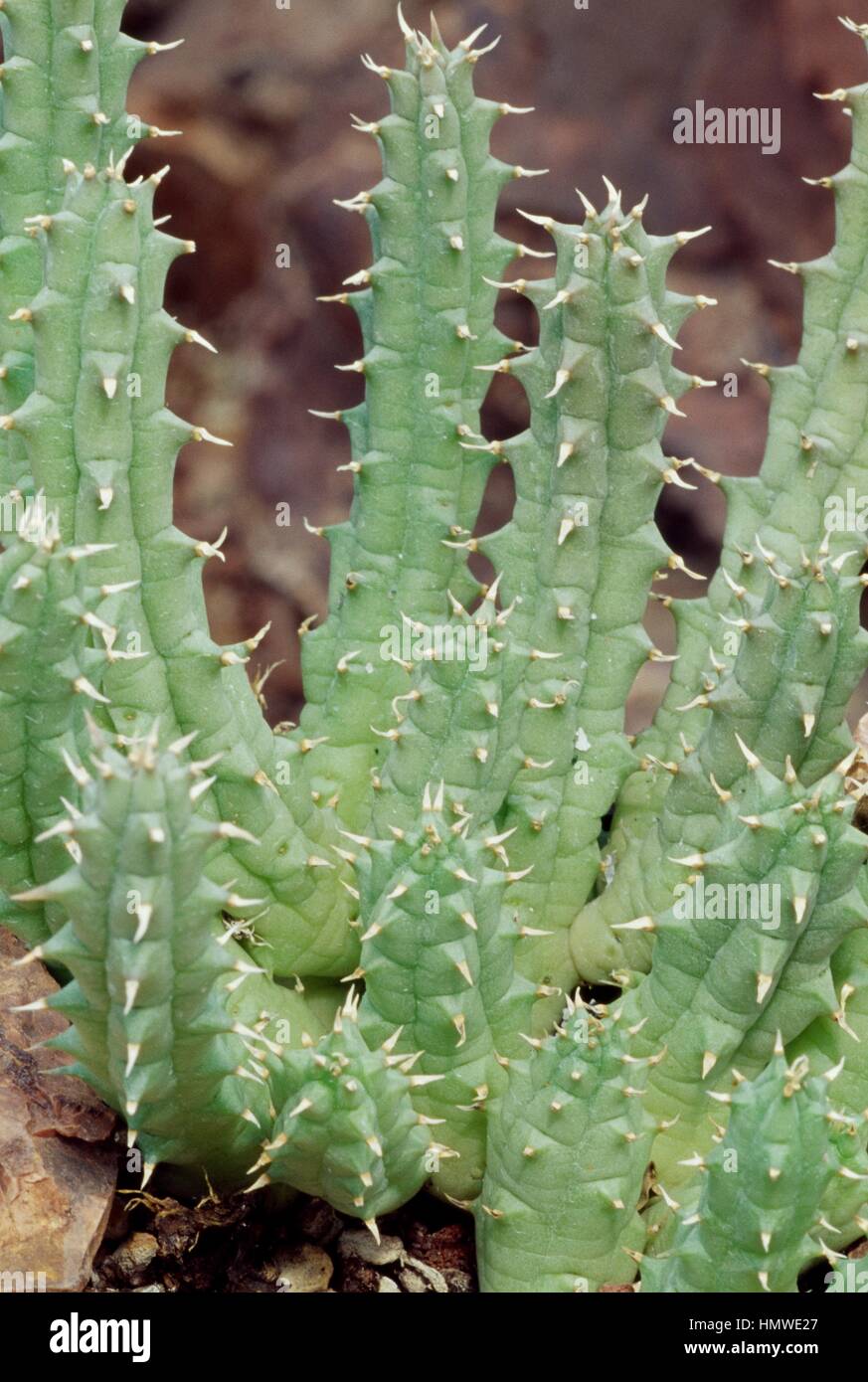 Huernia hi-res stock photography and images - Alamy