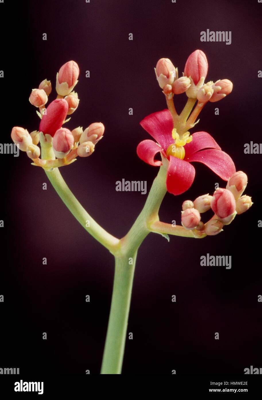 Baseball plant (Jatropha berlandieri) flower, Cactaceae. Detail Stock
