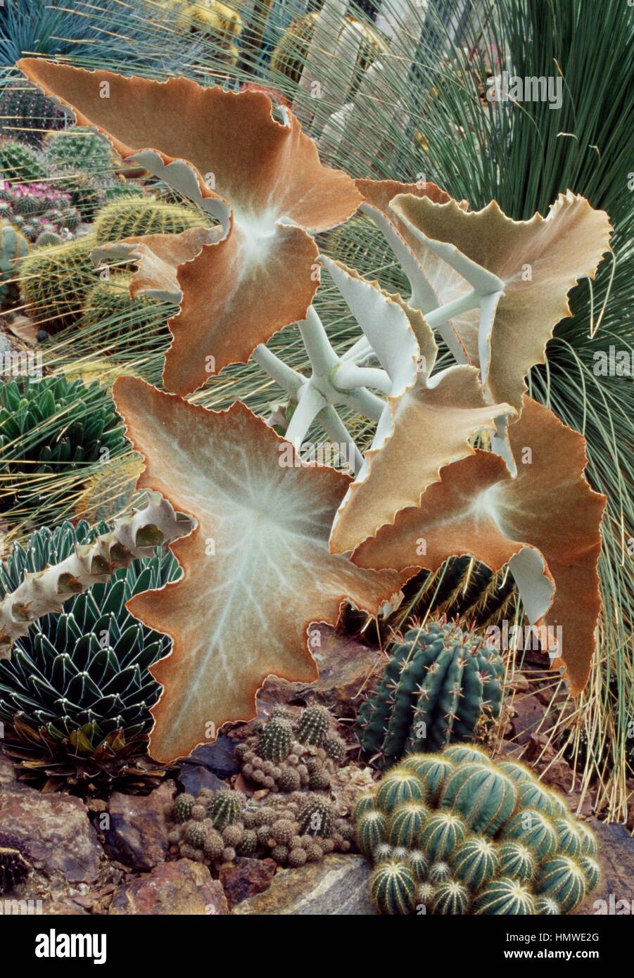 Felt bush (Kalanchoe beharensis) leaves, Crassulaceae Stock Photo Alamy