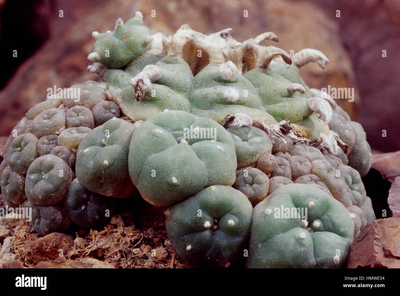 Peyote (Lophophora williamsii), Cactaceae Stock Photo - Alamy