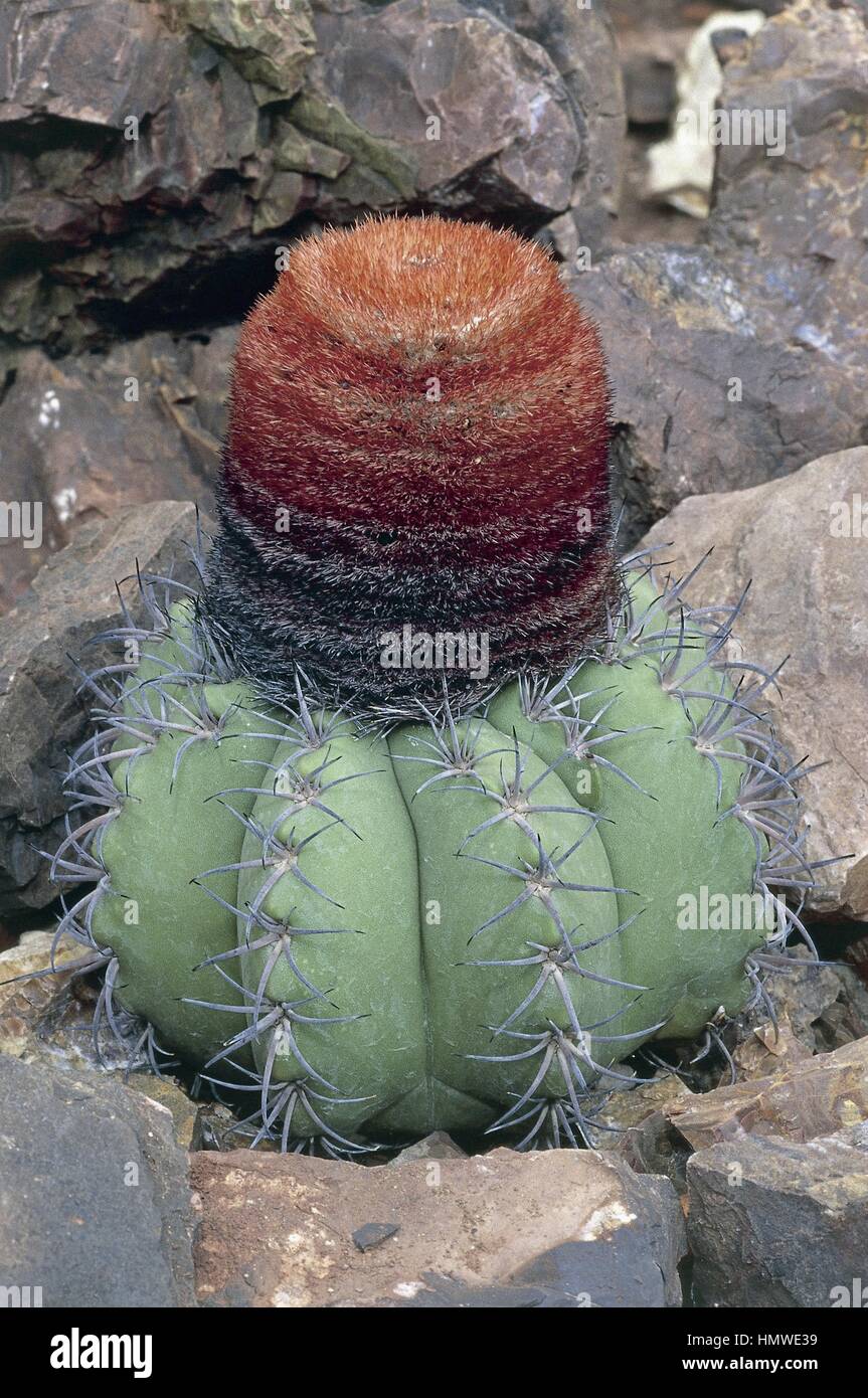 Thorn melon hires stock photography and images Alamy