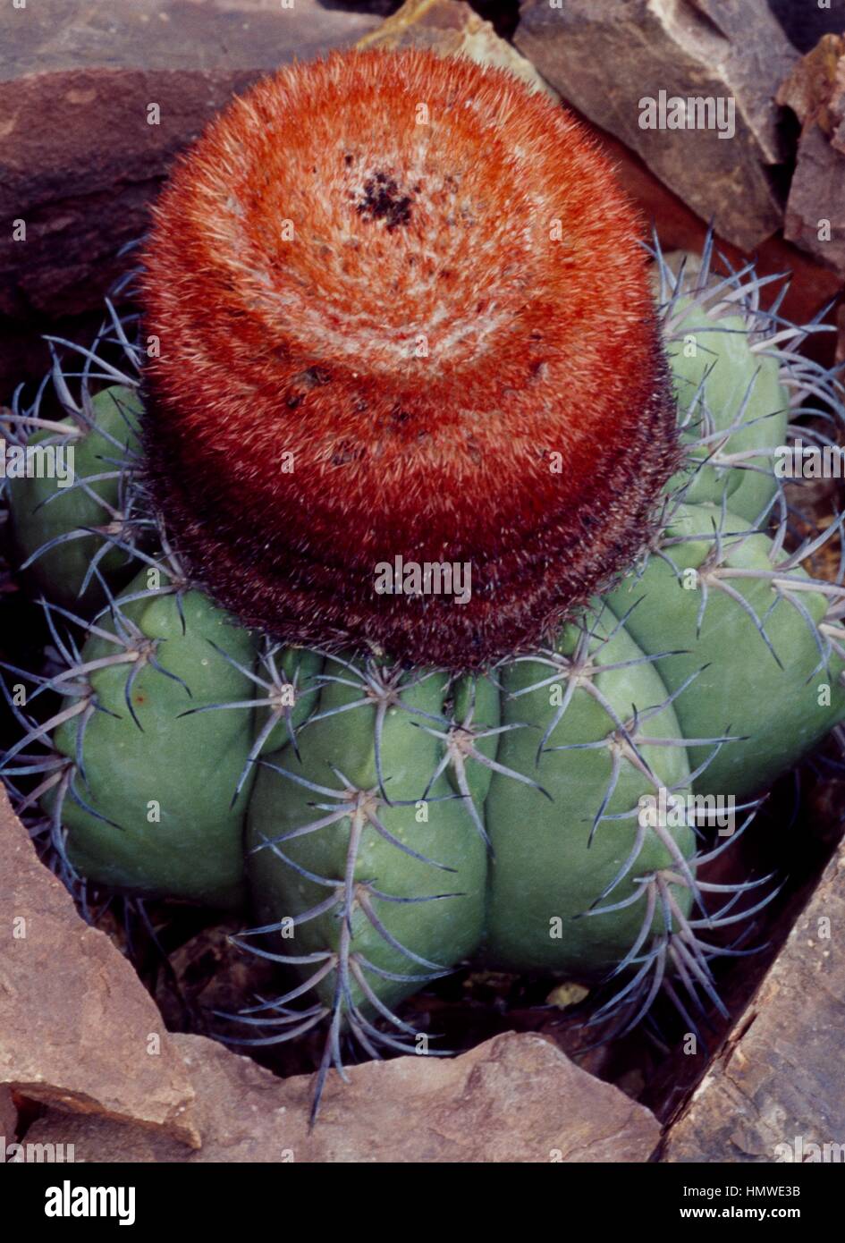 plante dracaena Dracaena Marginata 'Magenta' (Dragon Plant)