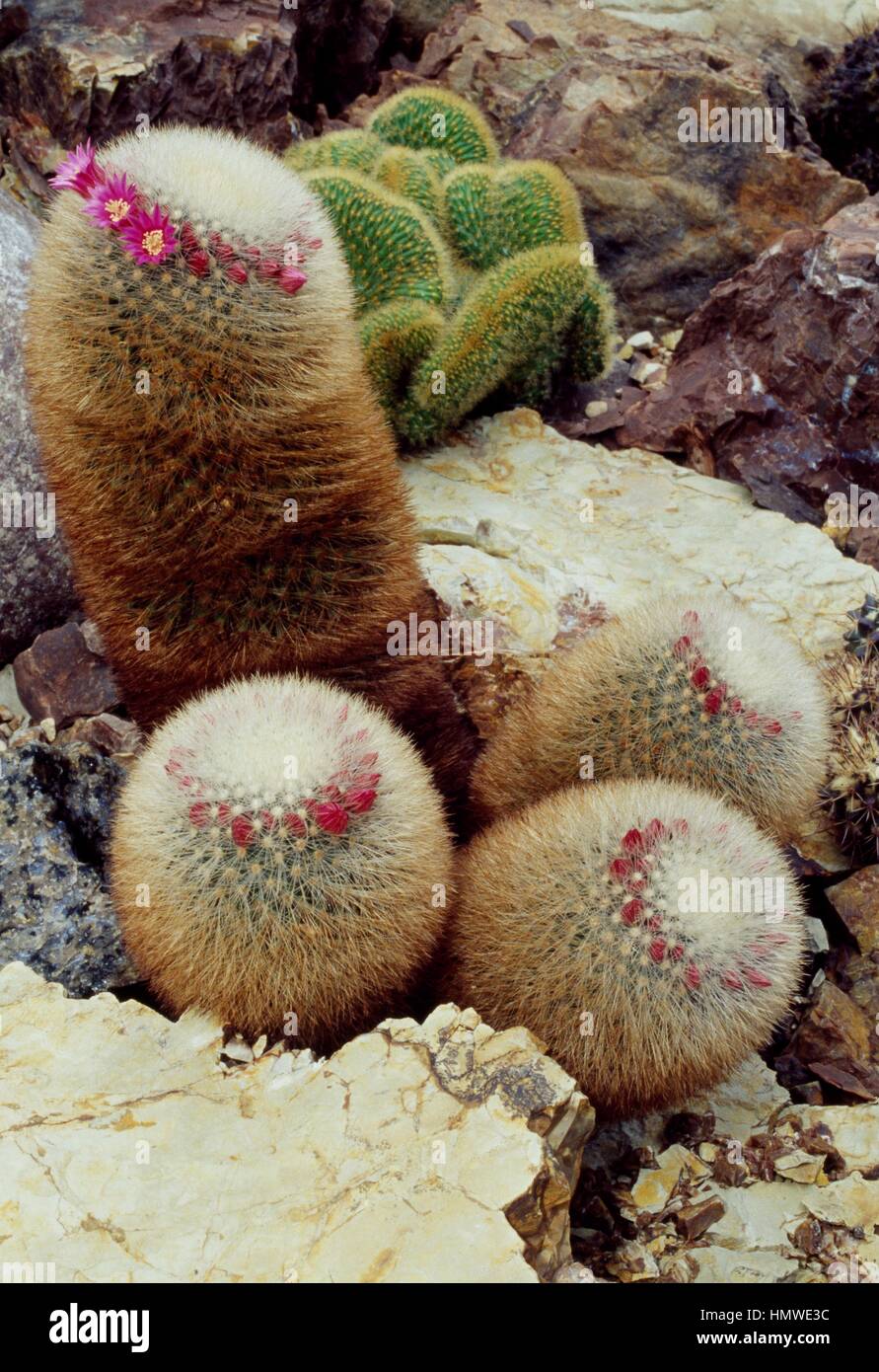 Bristle brush cactus (Mammillaria spinosissima pilcayensis), Cactaceae