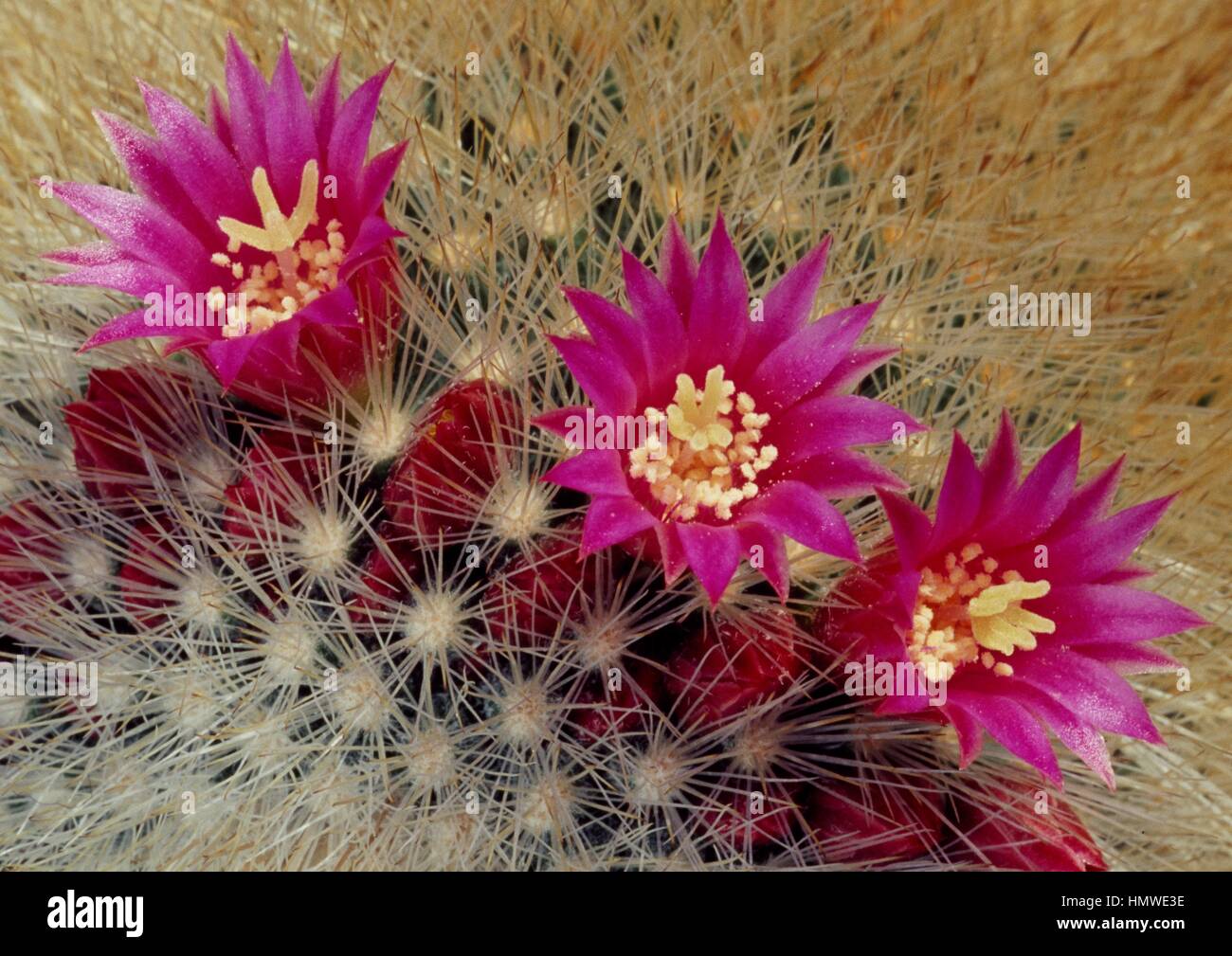 Bristle brush cactus (Mammillaria spinosissima pilcayensis) flowers,  Cactaceae. Detail Stock Photo - Alamy
