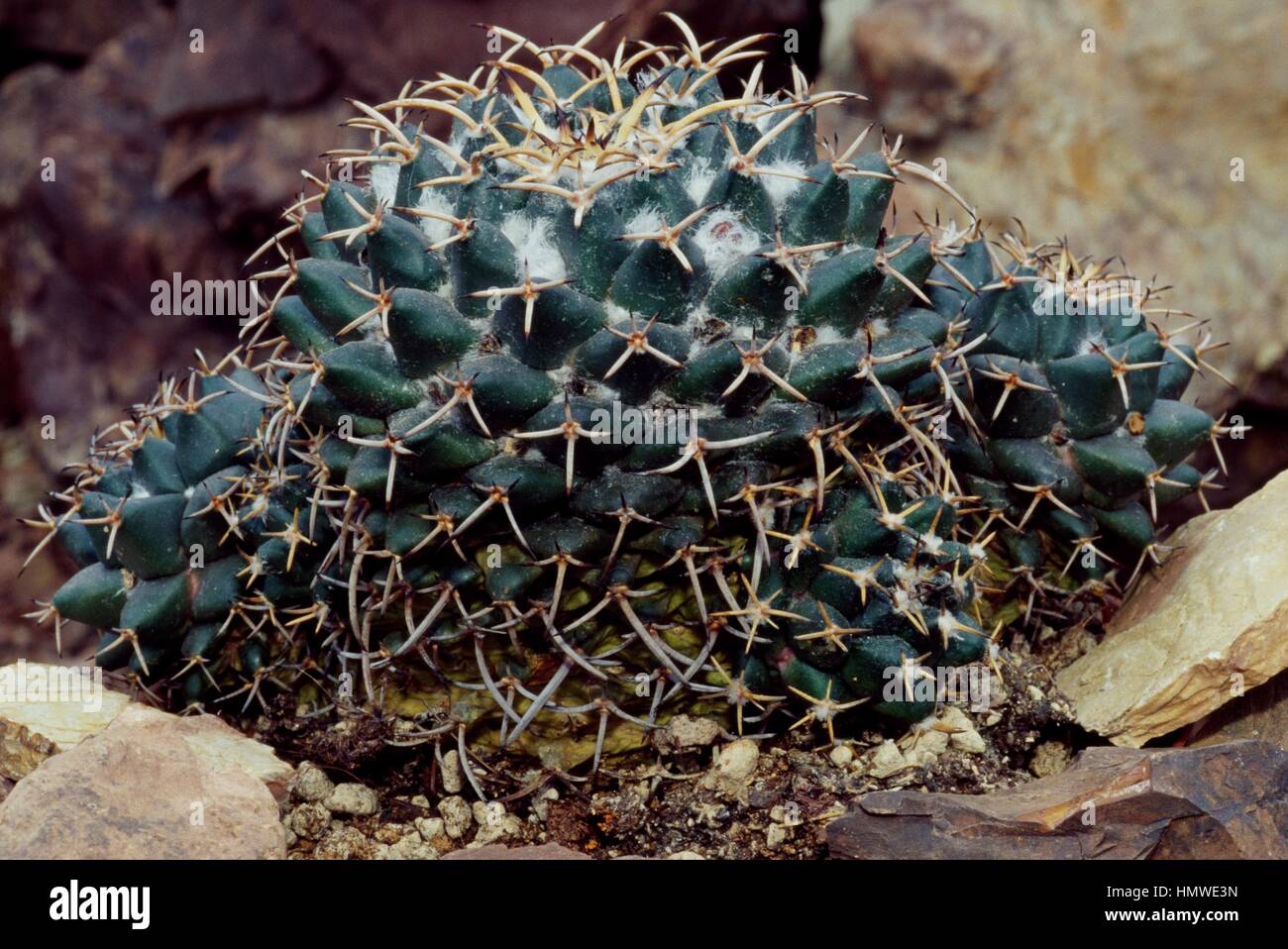 Mexican pincushion (Mammillaria magnimamma), Cactaceae Stock Photo Alamy