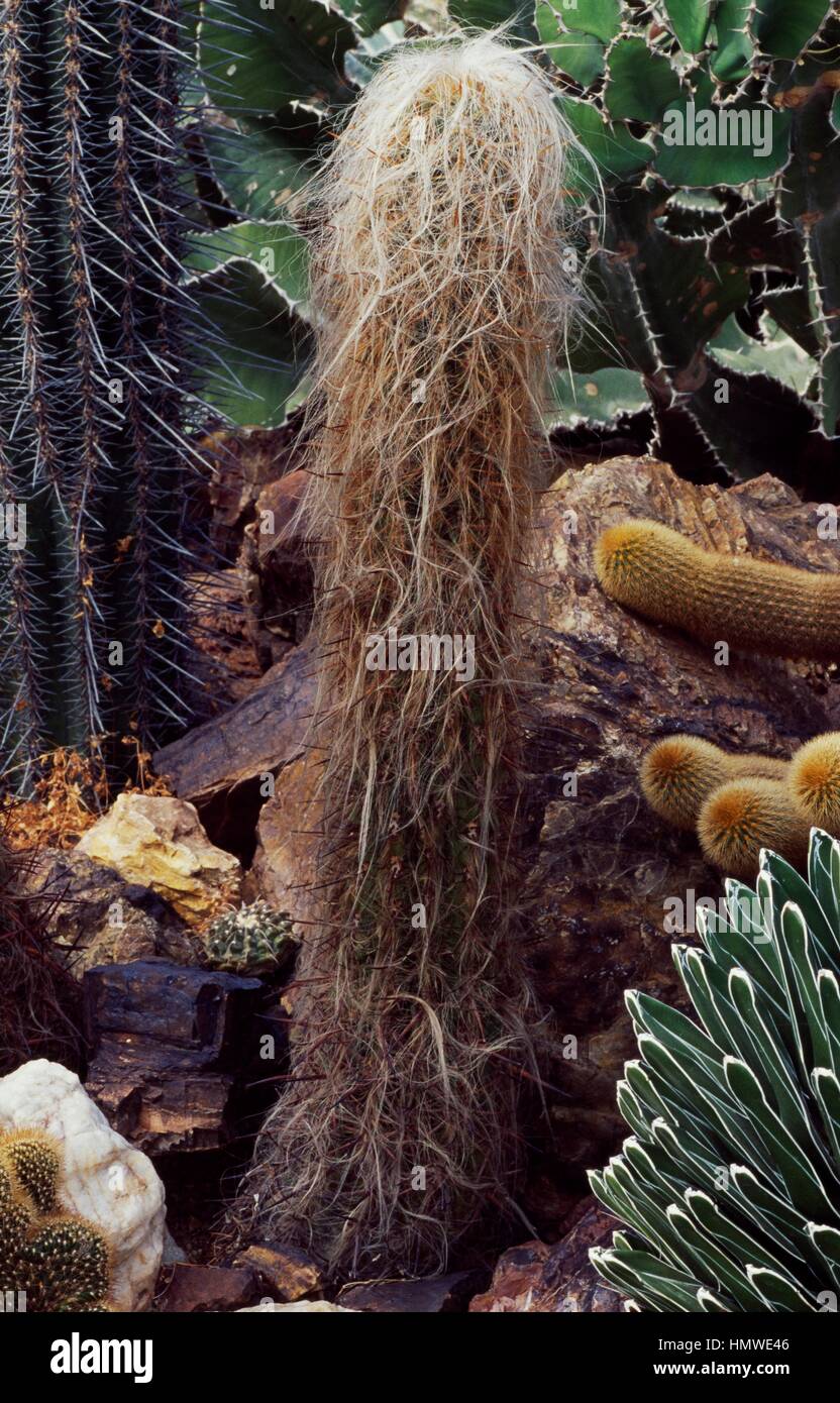 Old man of the Andes (Oreocereus celsianus), Cactaceae. Stock Photo