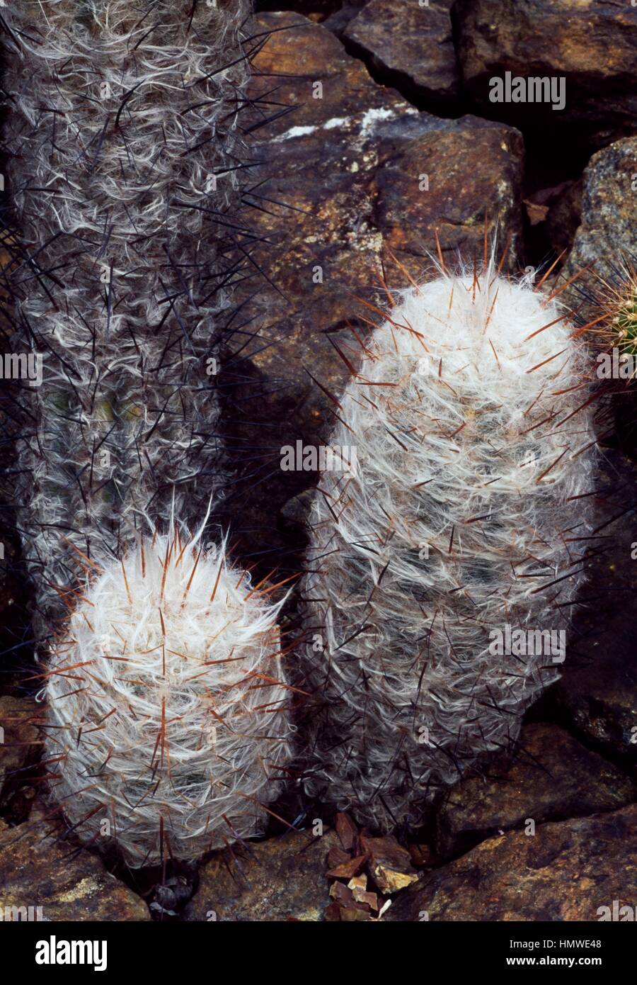 Oreocereus celsianus trolli, Cactaceae. Stock Photo