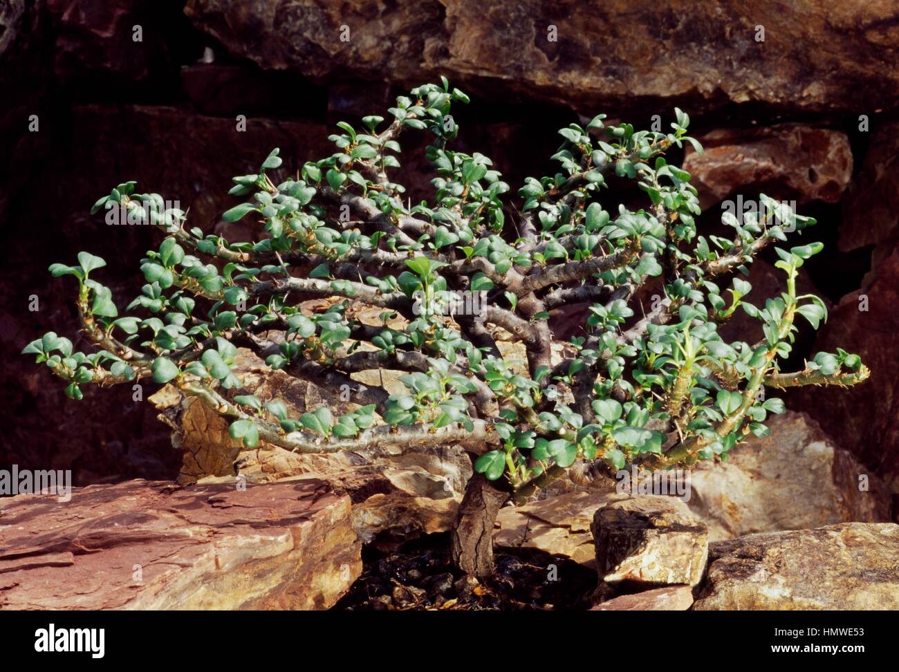 Bushman's candle (Sarcocaulon vanderietiae), Cactaceae. Stock Photo