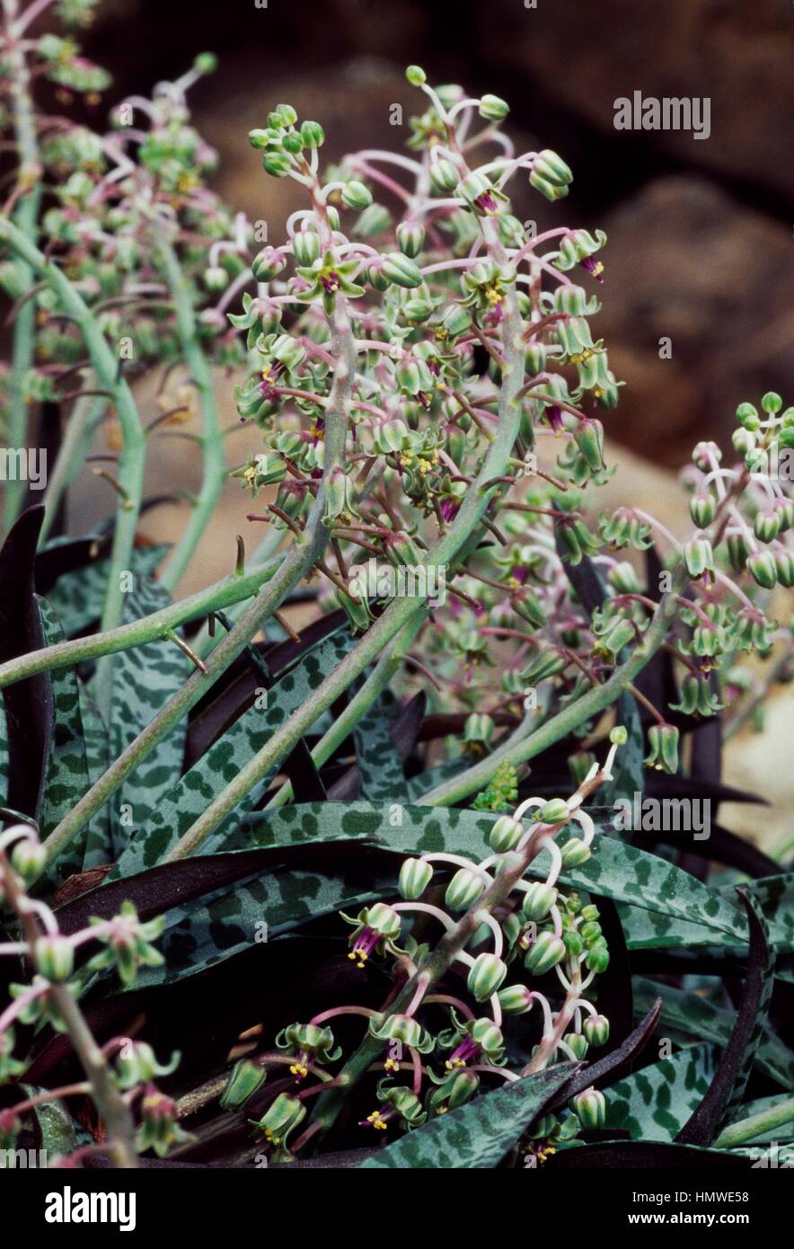 vitalplant prosta plant Prosta Plant kaufen