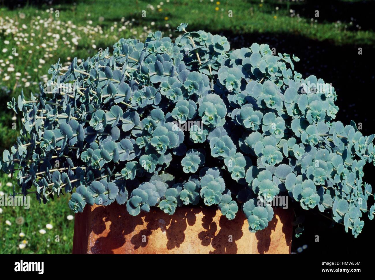Stonecrop (Sedum sieboldii), Cactaceae. Stock Photo