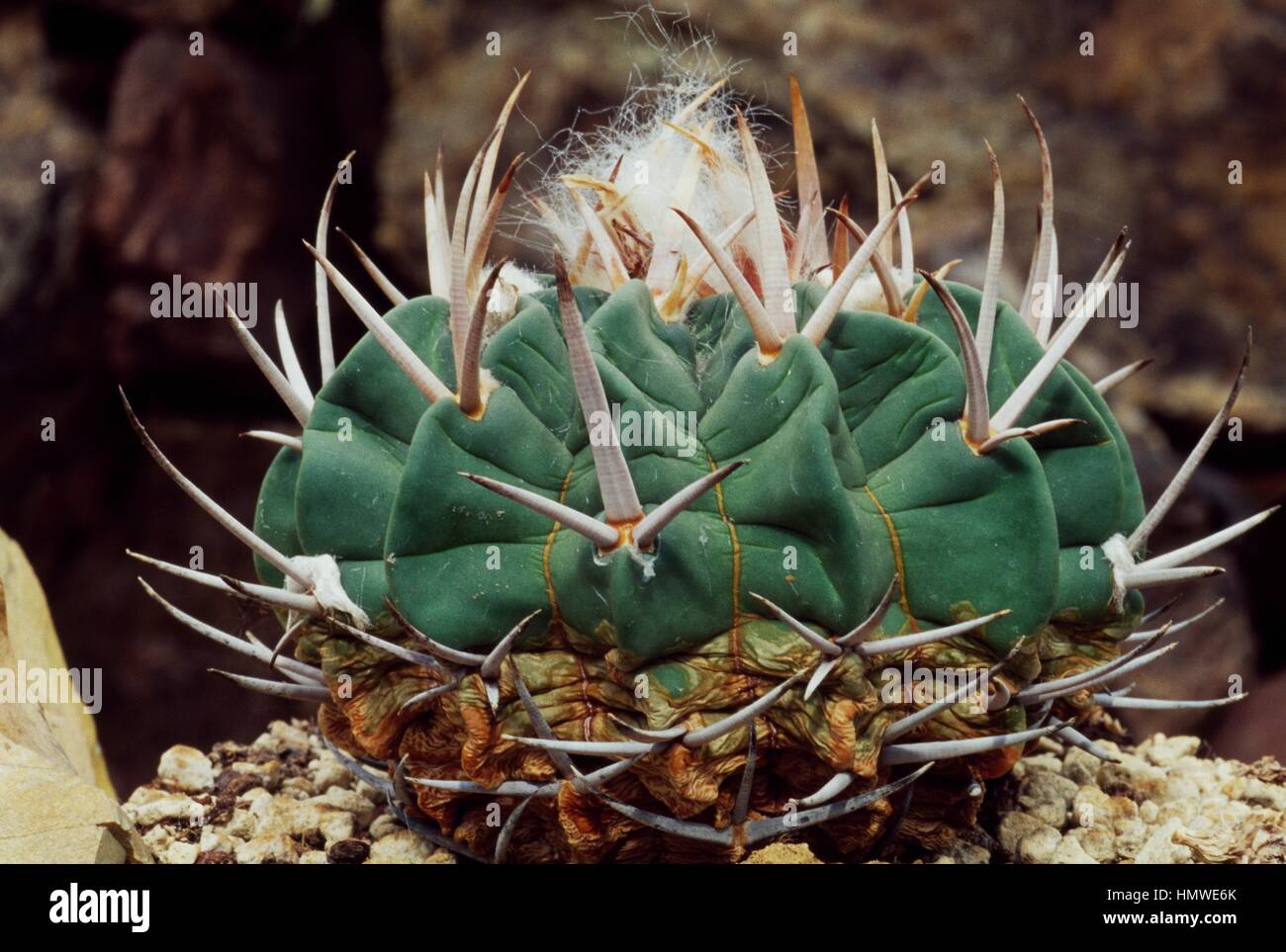 Stenocactus coptonogonus, Cactaceae. Stock Photo