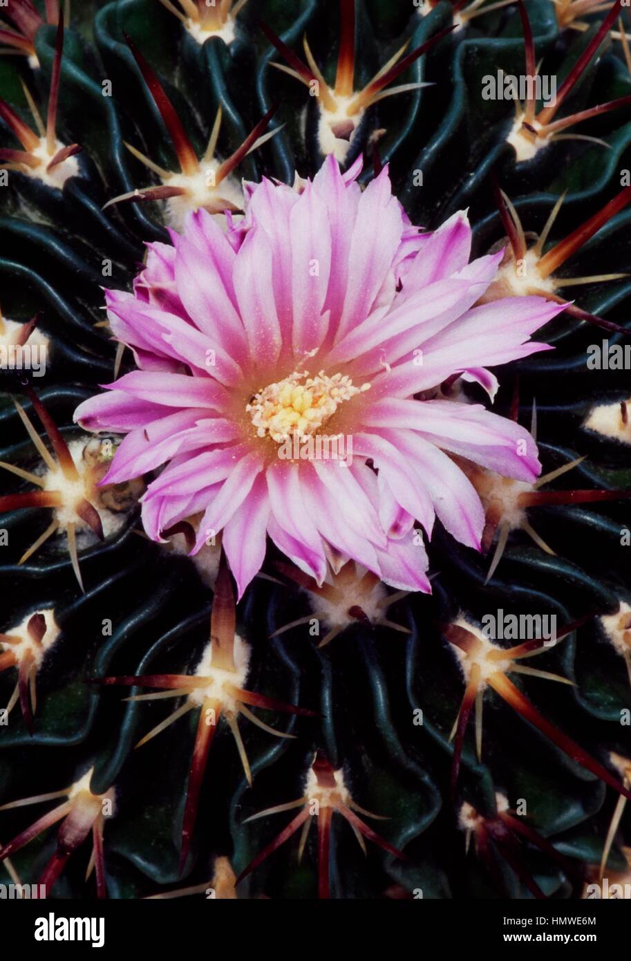 Brain cactus (Stenocactus multicostatus) flower, Cactaceae. Detail. Stock Photo
