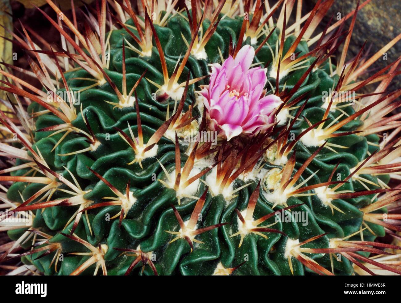 Brain cactus (Stenocactus multicostatus) flower and spines, Cactaceae. Detail. Stock Photo