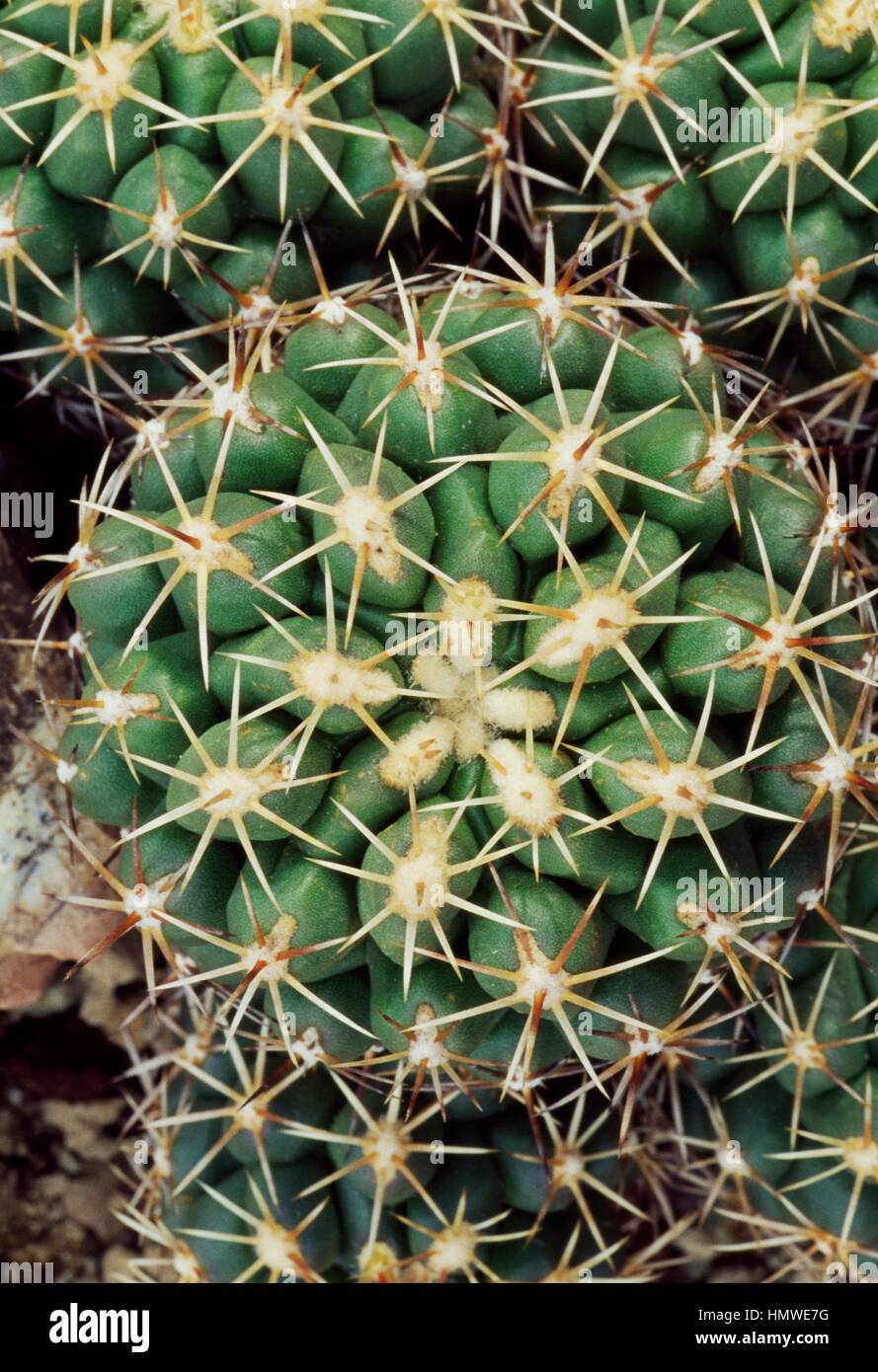 Thelocactus leucacanthus globose stem, Cactaceae. Detail. Stock Photo