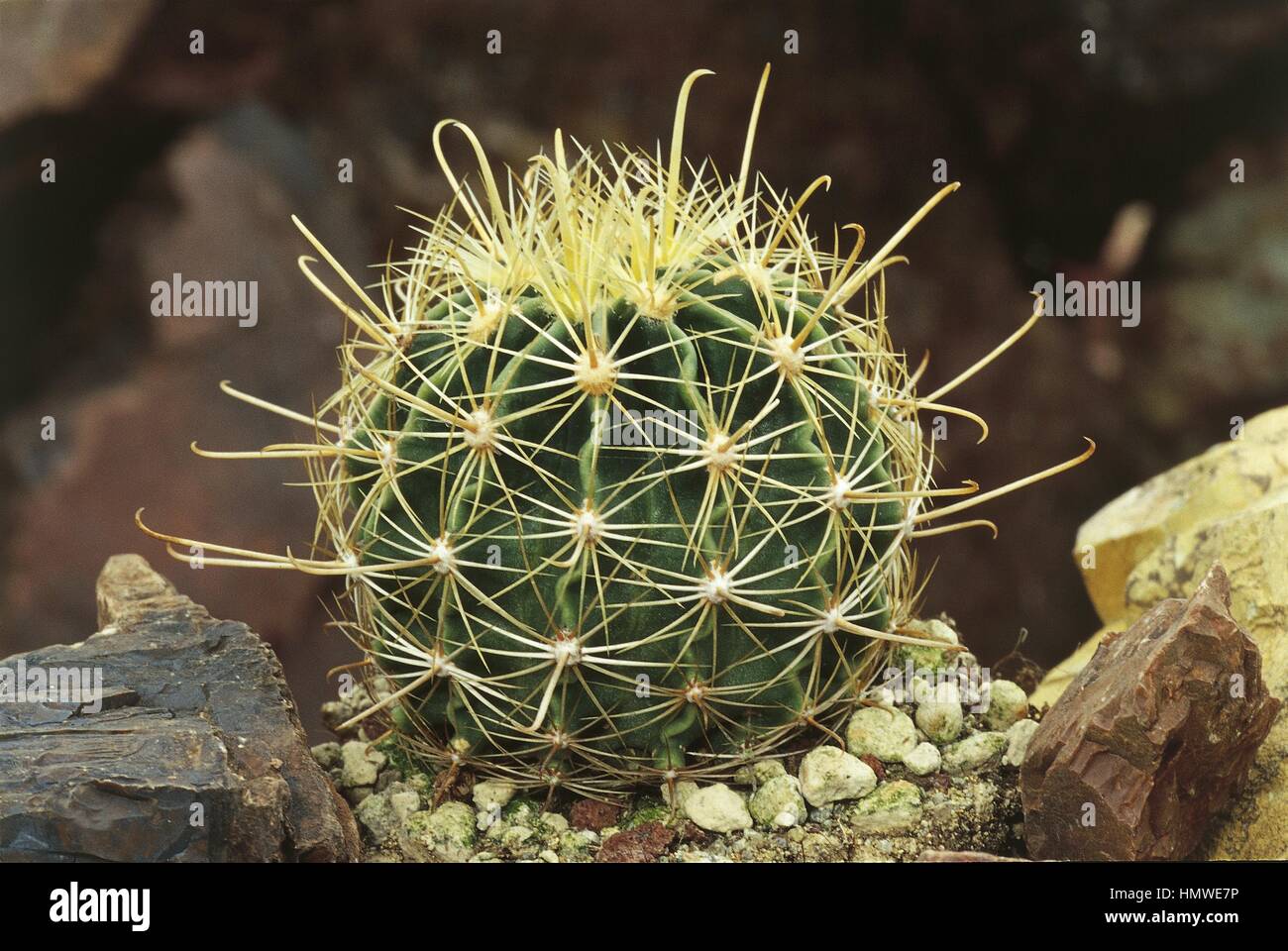 Botany - Cactaceae - Miniature barrel cactus (Thelocactus setispinus) Stock Photo