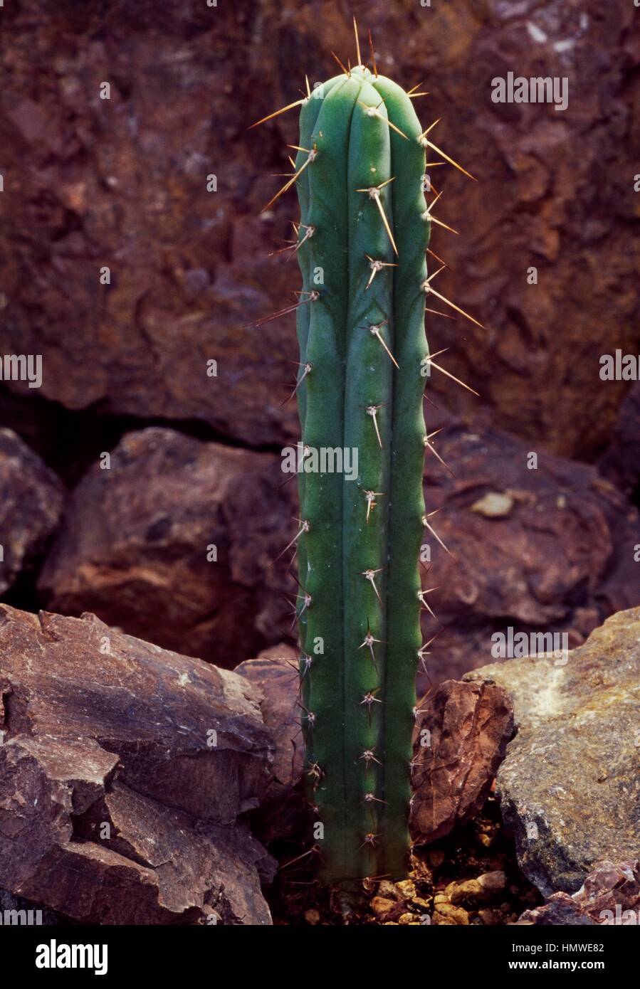 Bolivian torch cactus trichocereus bridgesii hi-res stock photography