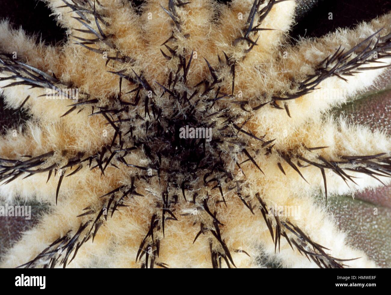 Uebelmannia pectinifera, Cactaceae. Detail of the woolly apex. Stock Photo