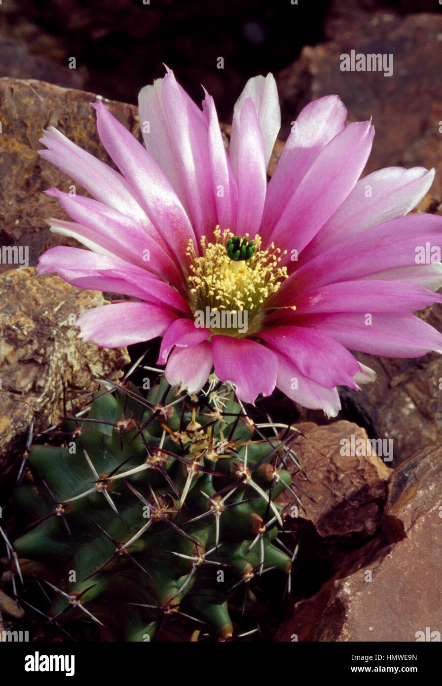 Echinocereus fendleri hi-res stock photography and images - Alamy