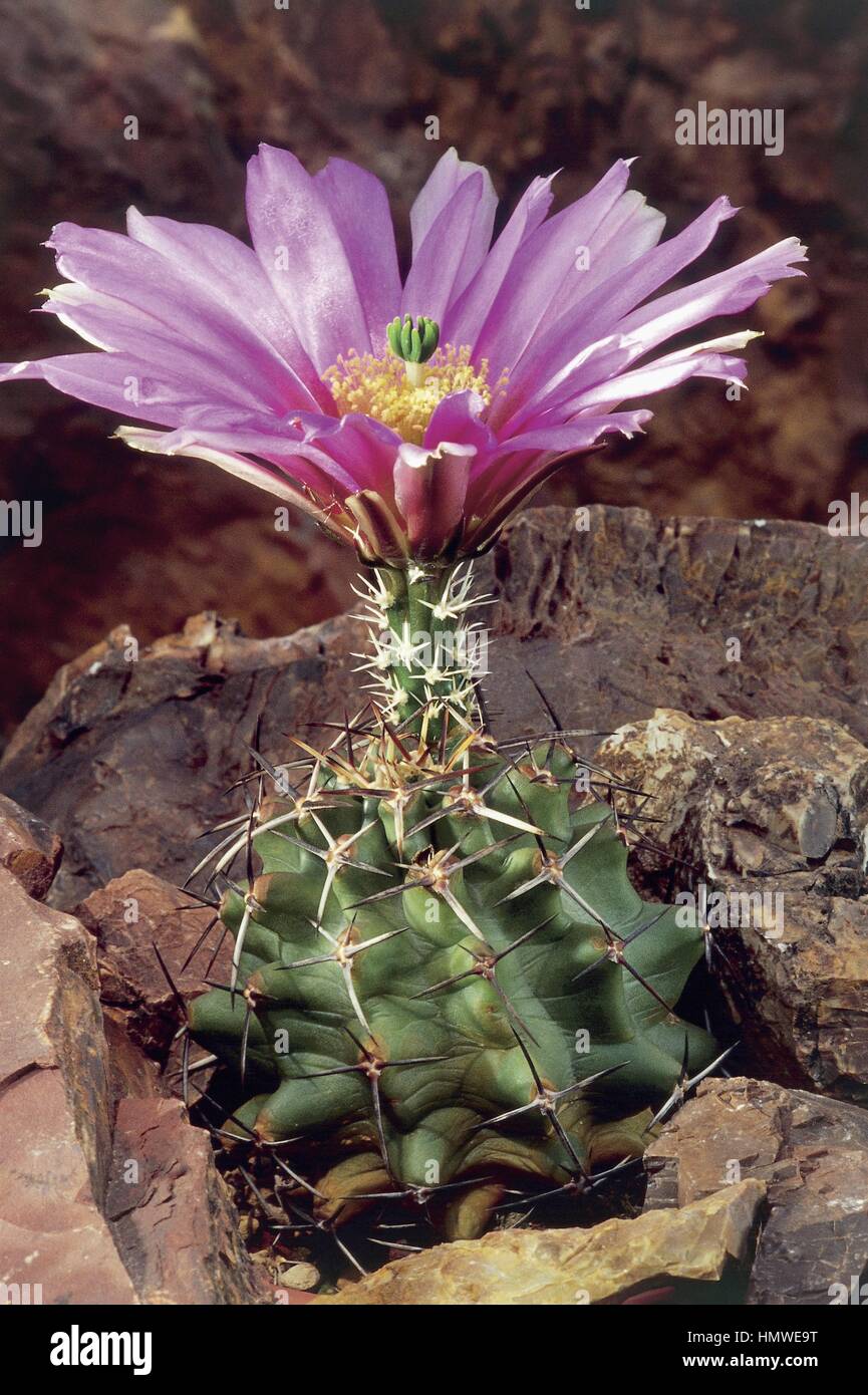 Echinocereus fendleri var kuenzleri hi-res stock photography and images -  Alamy