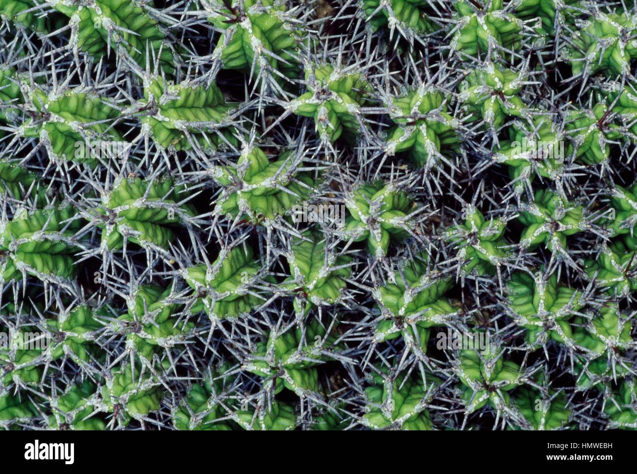 Dwarf pincushion euphorbia (Euphorbia mitriformis), Cactaceae. Detail of rosettes and spines. Stock Photo