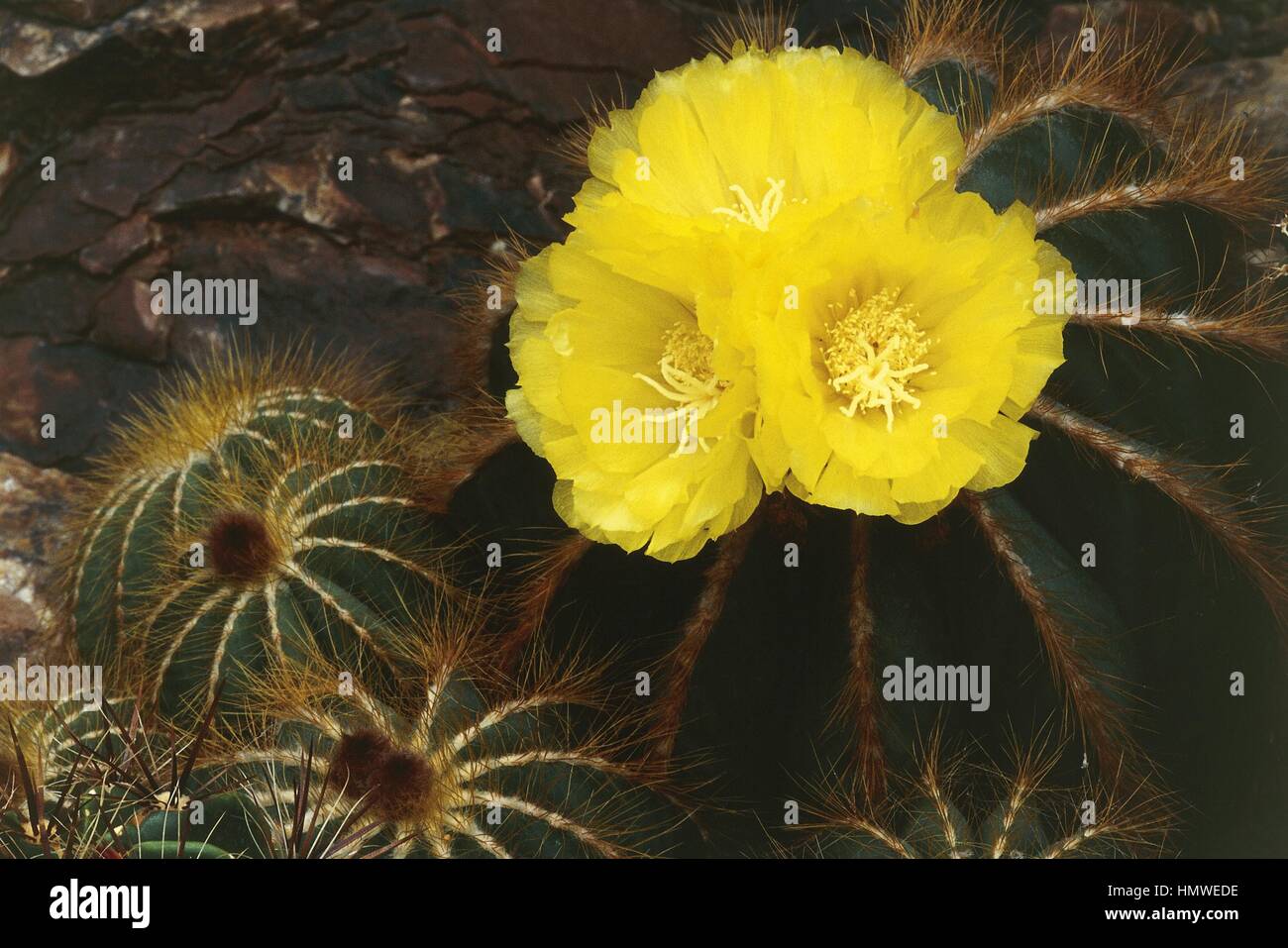 Botany - Cactaceae. Ball cactus (Notocactus magnificus) Stock Photo