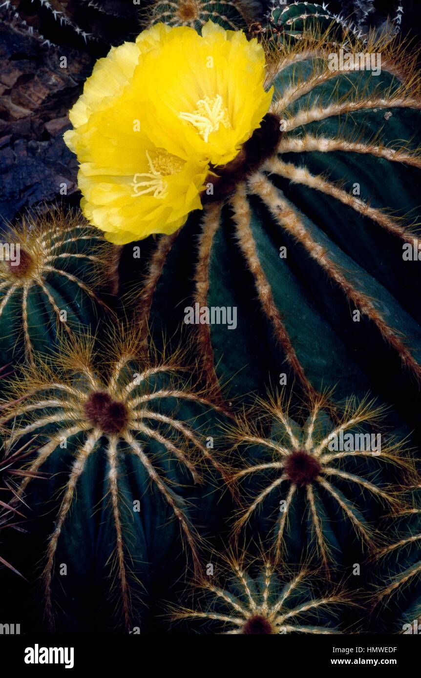 Balloon cactus (Notocactus magnificus), Cactaceae. Stock Photo