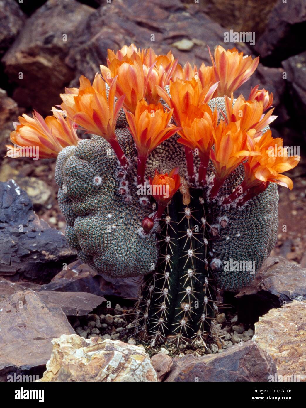 Flowering Rebutia heliosa cristata, Cactaceae. Stock Photo