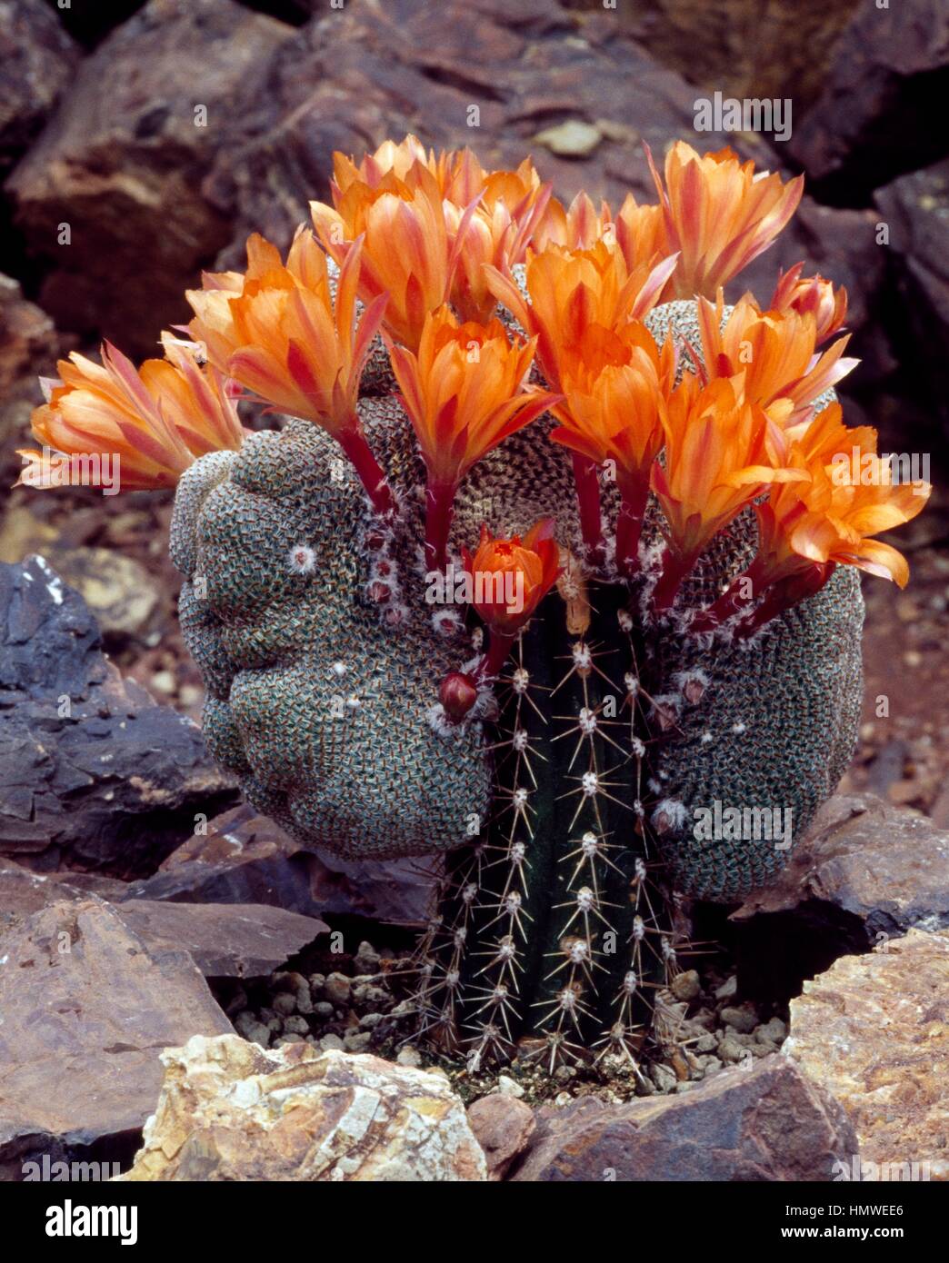 Rebutia heliosa hi-res stock photography and images - Alamy
