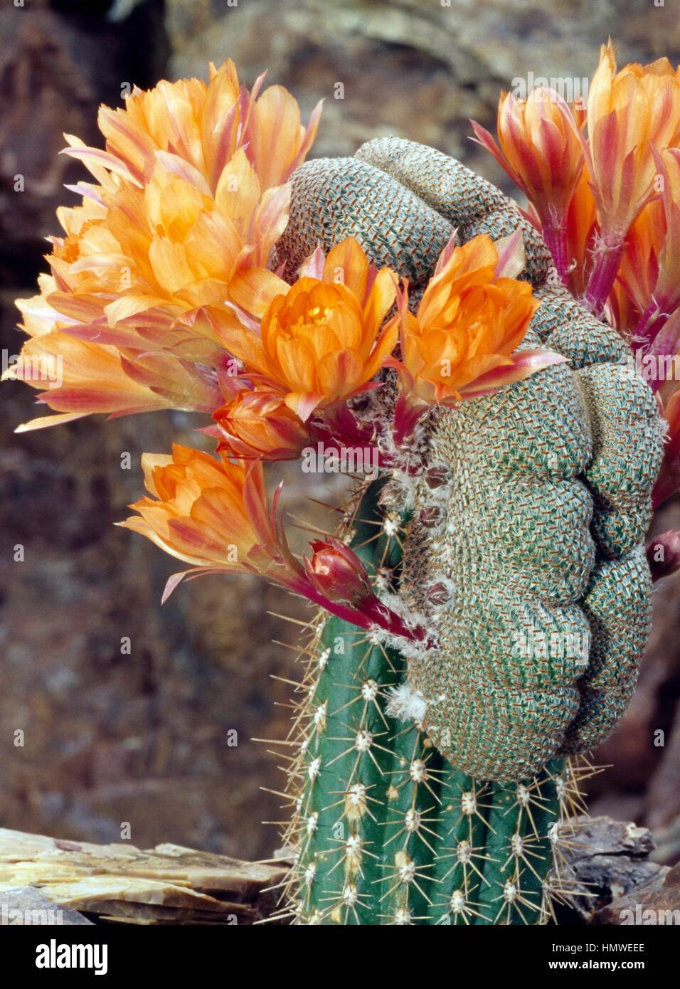 Flowering Rebutia heliosa cristata, Cactaceae. Stock Photo