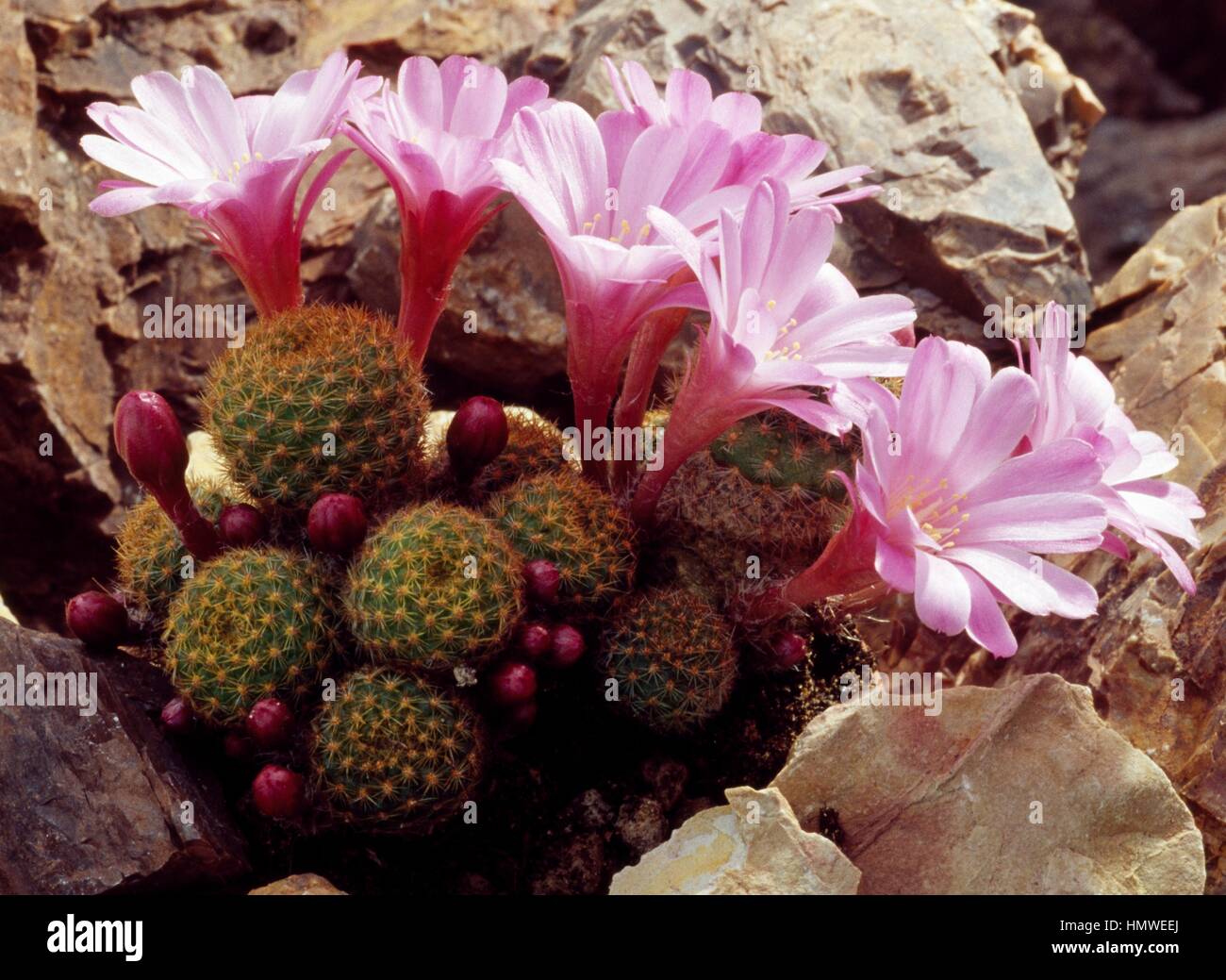 Flowering Rebutia perplexa, Cactaceae. Stock Photo