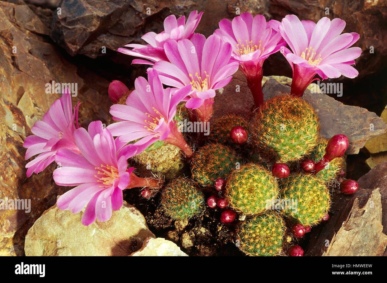 Rebutia perplexa flowers, Cactaceae. Detail. Stock Photo