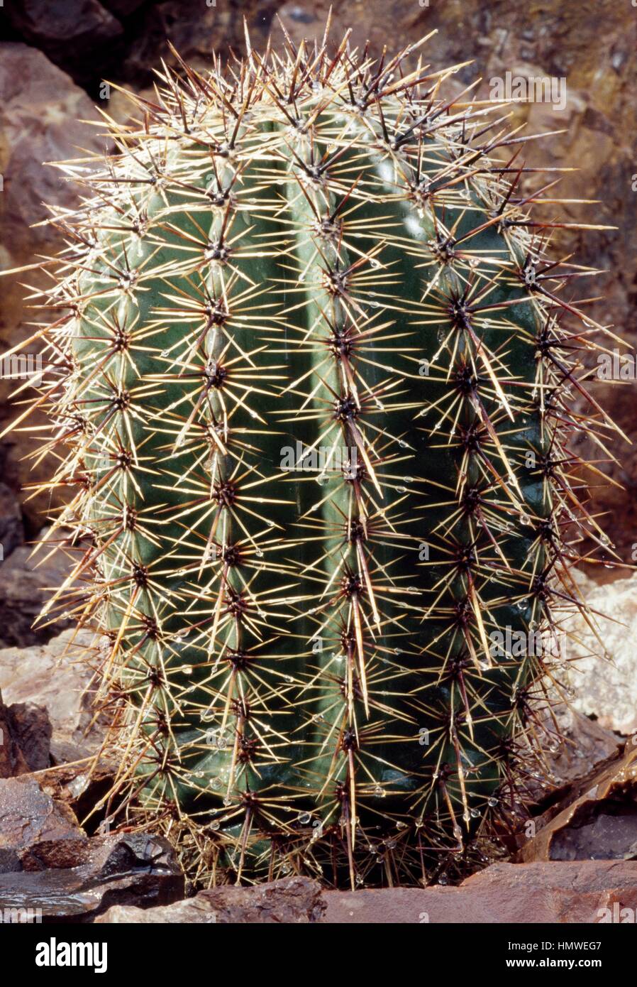 Saguaro (Carnegiea gigantea), Cactaceae Stock Photo - Alamy
