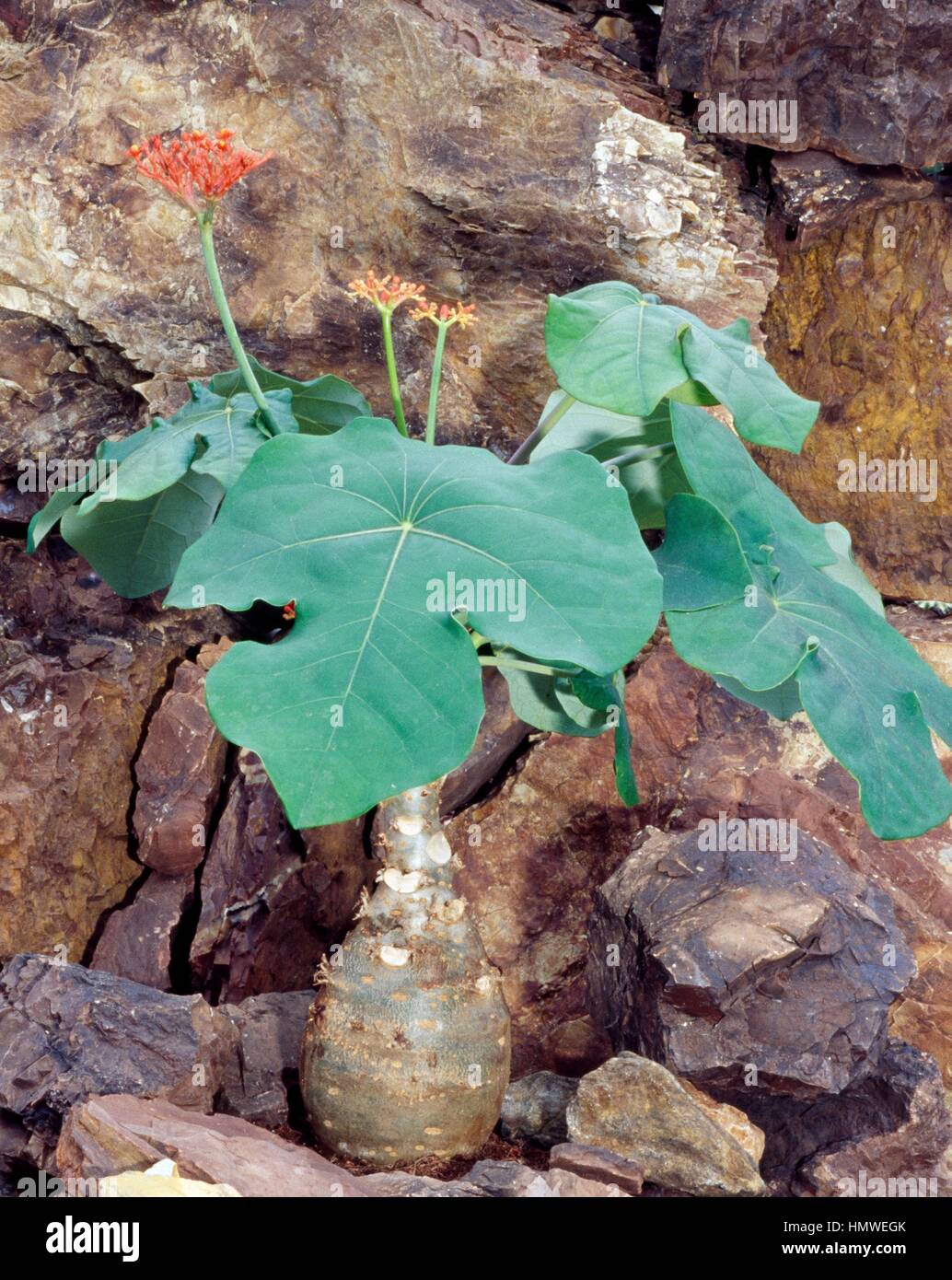 Buddha belly plant or gout plant (Jatropha podagrica), Euphorbiaceae