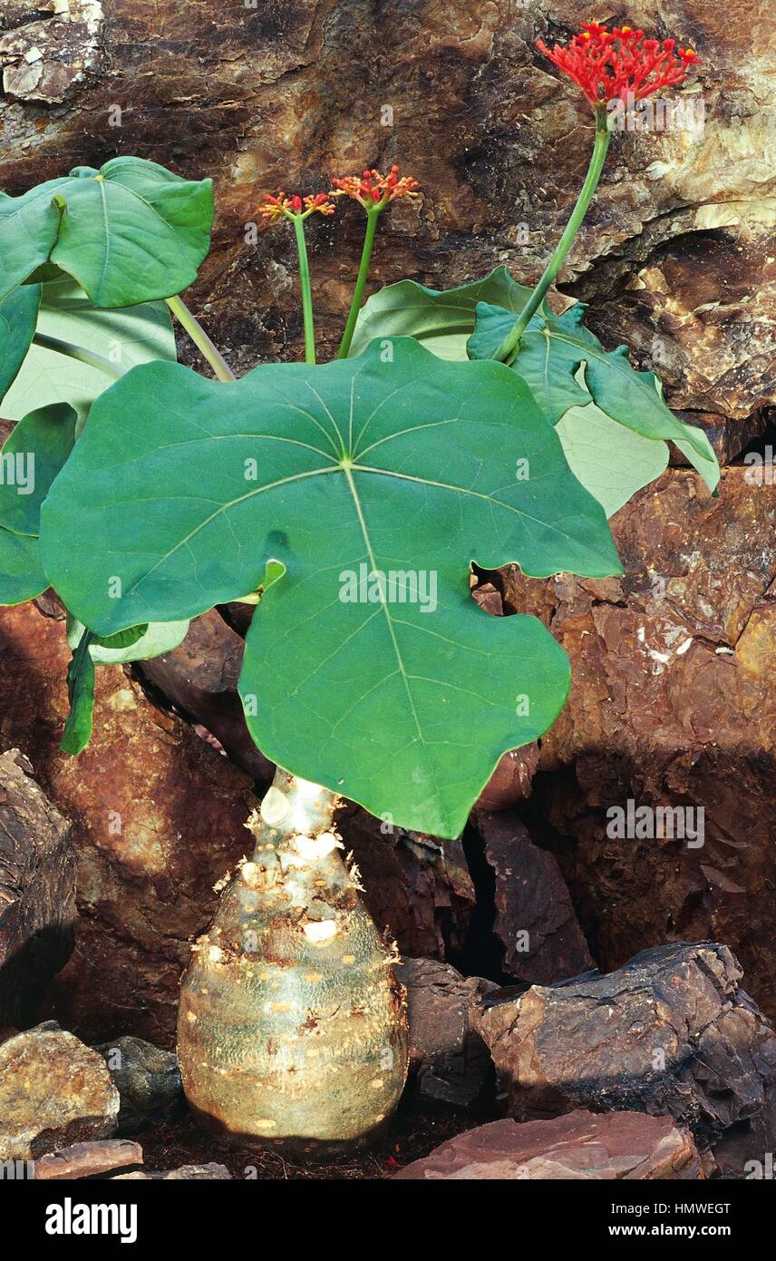 Buddha belly plant or plant (Jatropha podagrica), Euphorbiaceae Stock Photo - Alamy