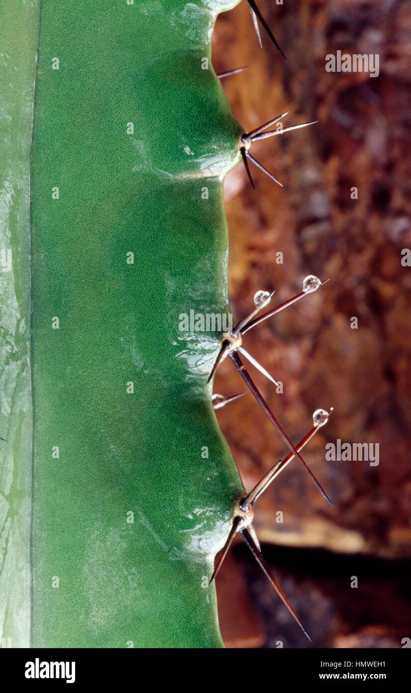 Gray ghost organ pipe (Stenocereus pruinosus) spines, Cactaceae. Detail. Stock Photo