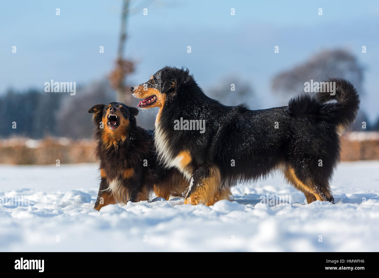 Institut ødemark Diplomati aggressive scene of two Australian Shepherd dogs in the snow Stock Photo -  Alamy