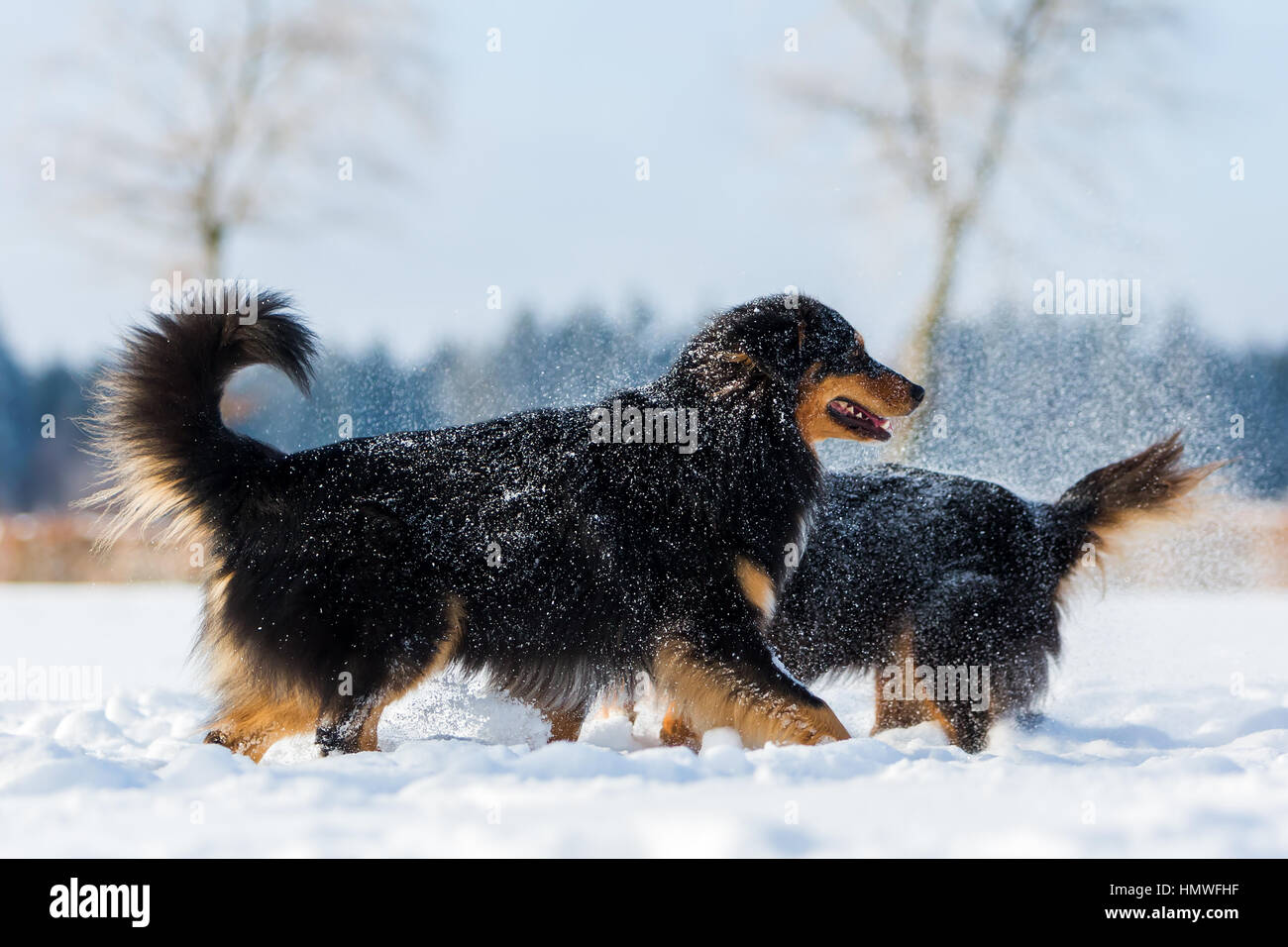 picture of two Australian Shepherd dogs in snow fog Stock Photo - Alamy