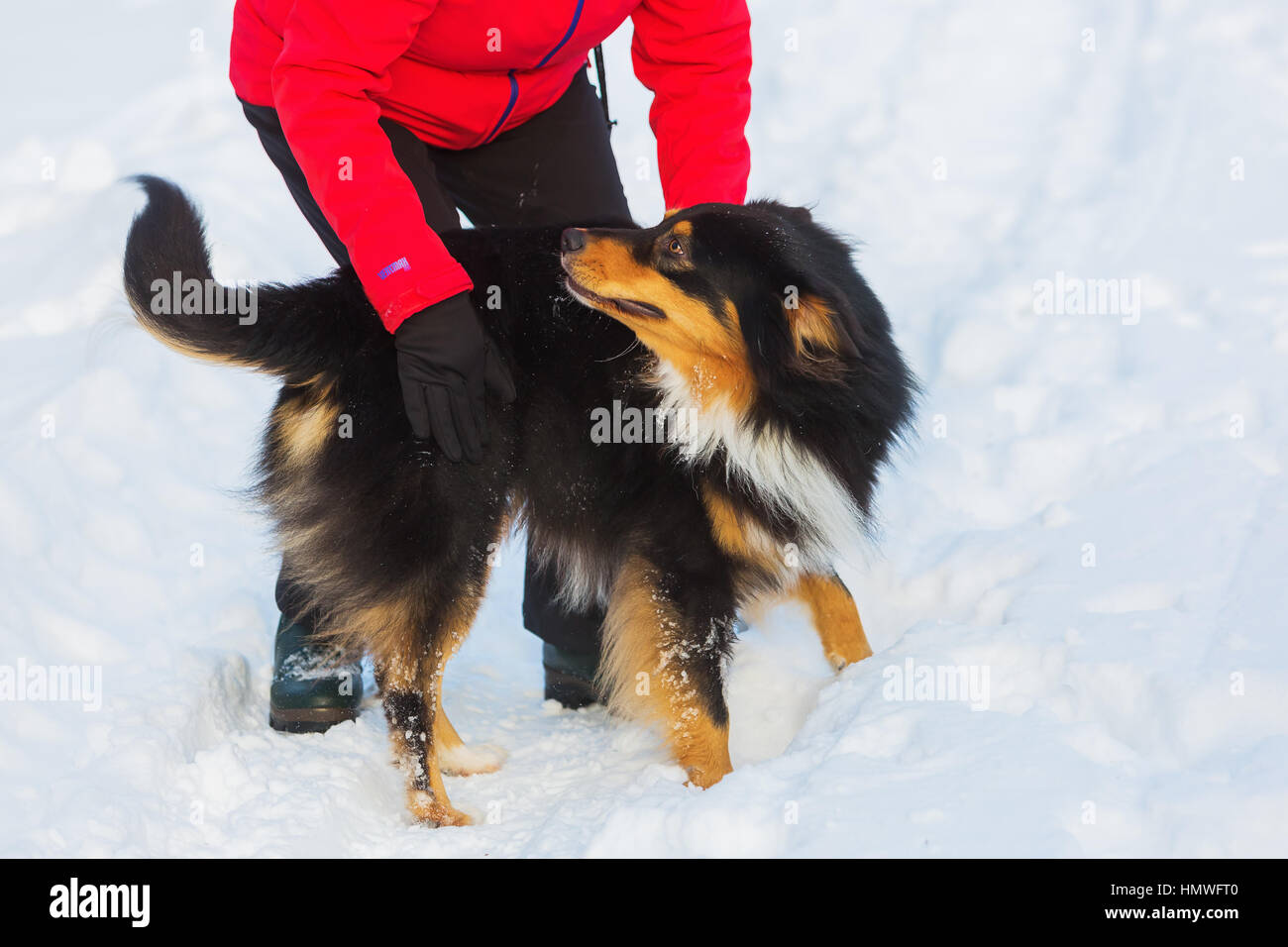 woman strokes her Australian Shepherd dog in the snow Stock Photo