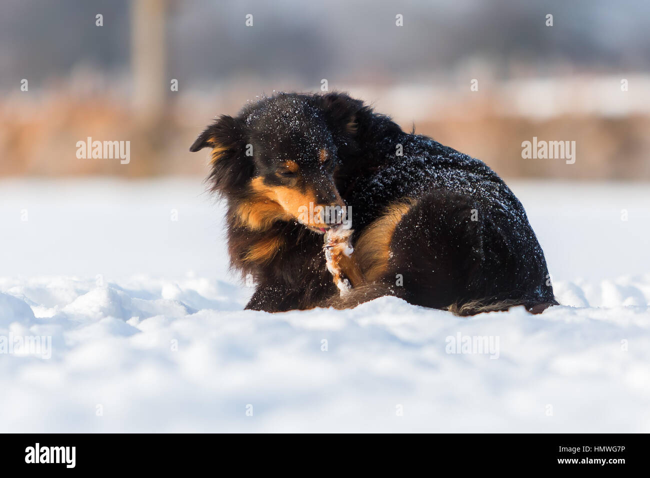 Australian Shepherd dog is cleaning his paw Stock Photo Alamy