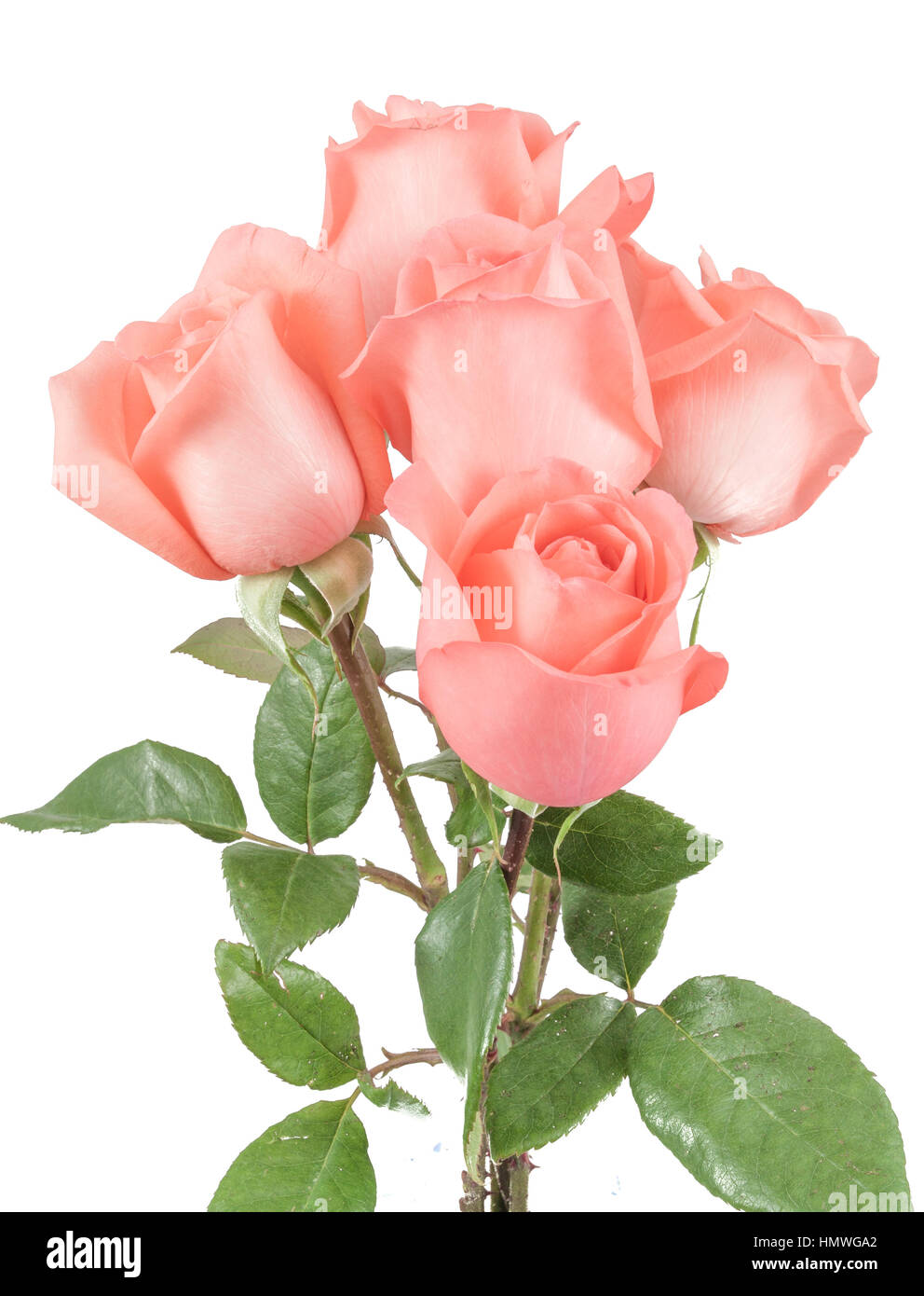 Pink roses bouquet in white background Stock Photo - Alamy