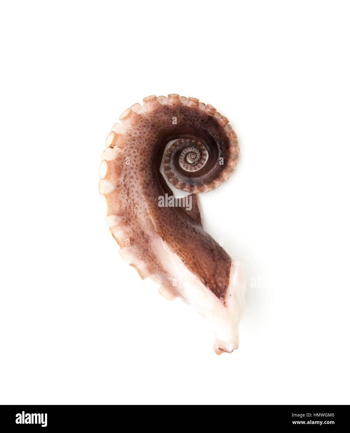 tentacles of octopus isolated on white background Stock Photo - Alamy