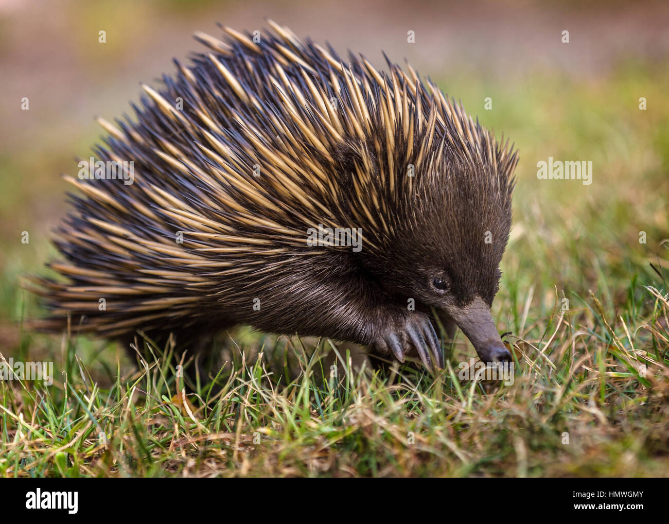 A green jumping spider short-beaked echidna (Tachyglossus aculeatus) Stock Photo
