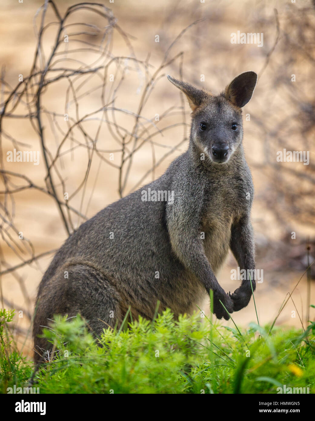 The swamp wallaby (Wallabia bicolor) near a green bush Stock Photo
