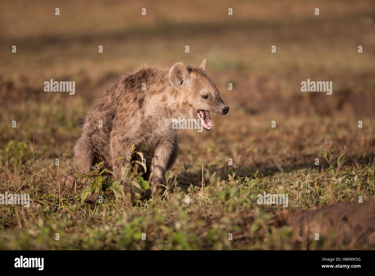 Spotted Hyena Crocuta crocuta baring teeth Stock Photo