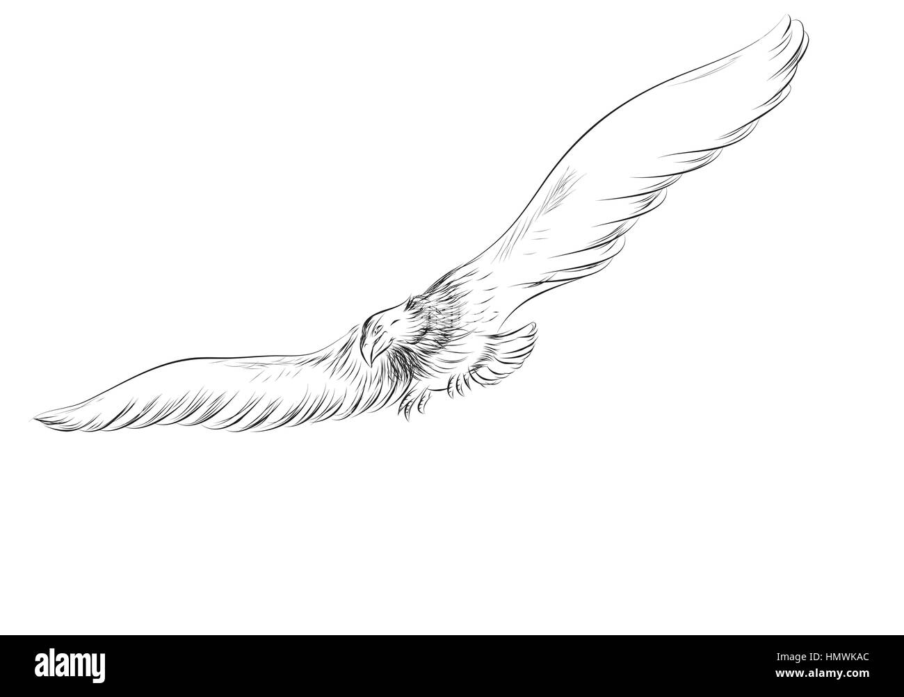 flying eagle isolated on a white background Stock Vector Image & Art ...