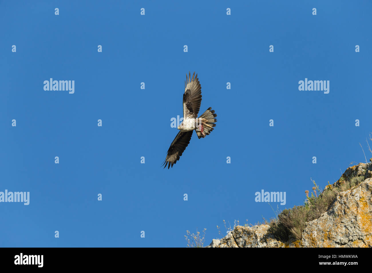 Eagle carrying hi-res stock photography and images - Page 3 - Alamy