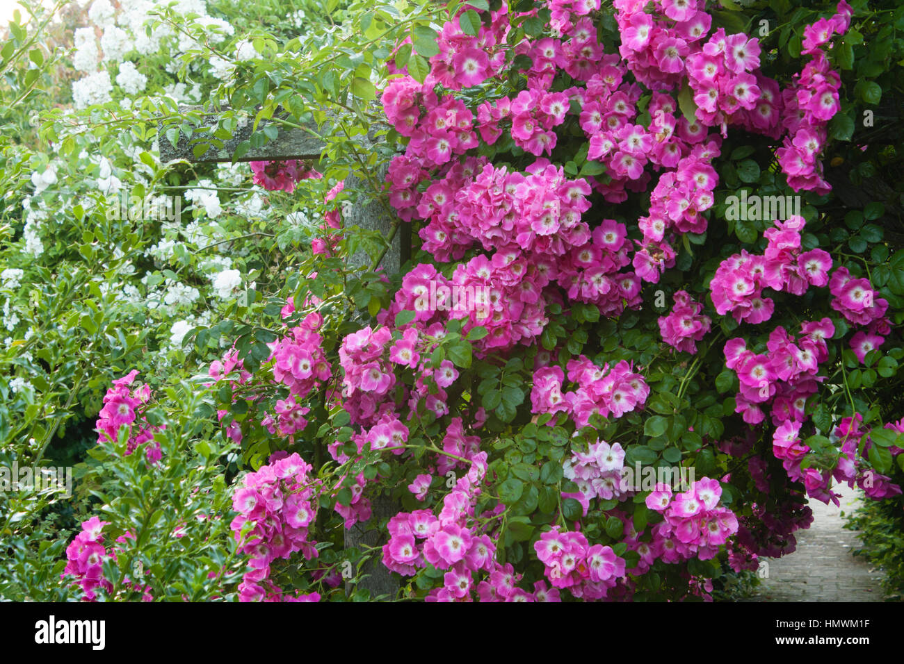 Rose 'American Pillar', Rosa 'American Pillar', Gardens of the Pays d'Auge, Normandy, France Stock Photo